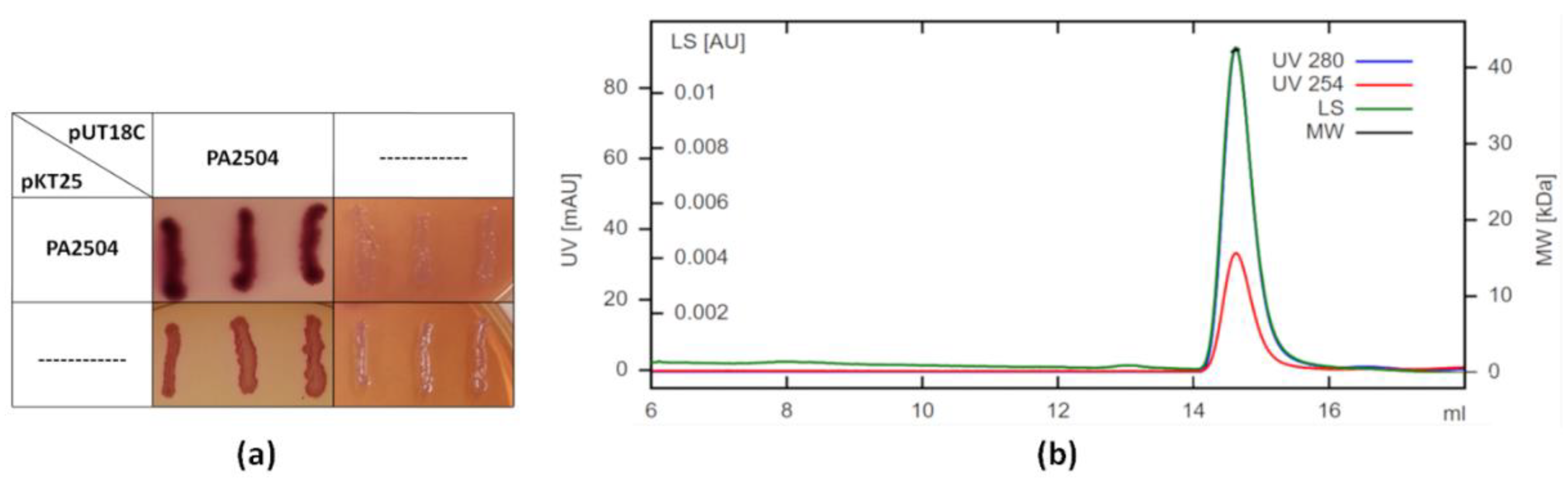 Ijms Free Full Text Searching For Biological Function Of The Mysterious Pa2504 Protein From Pseudomonas Aeruginosa Html