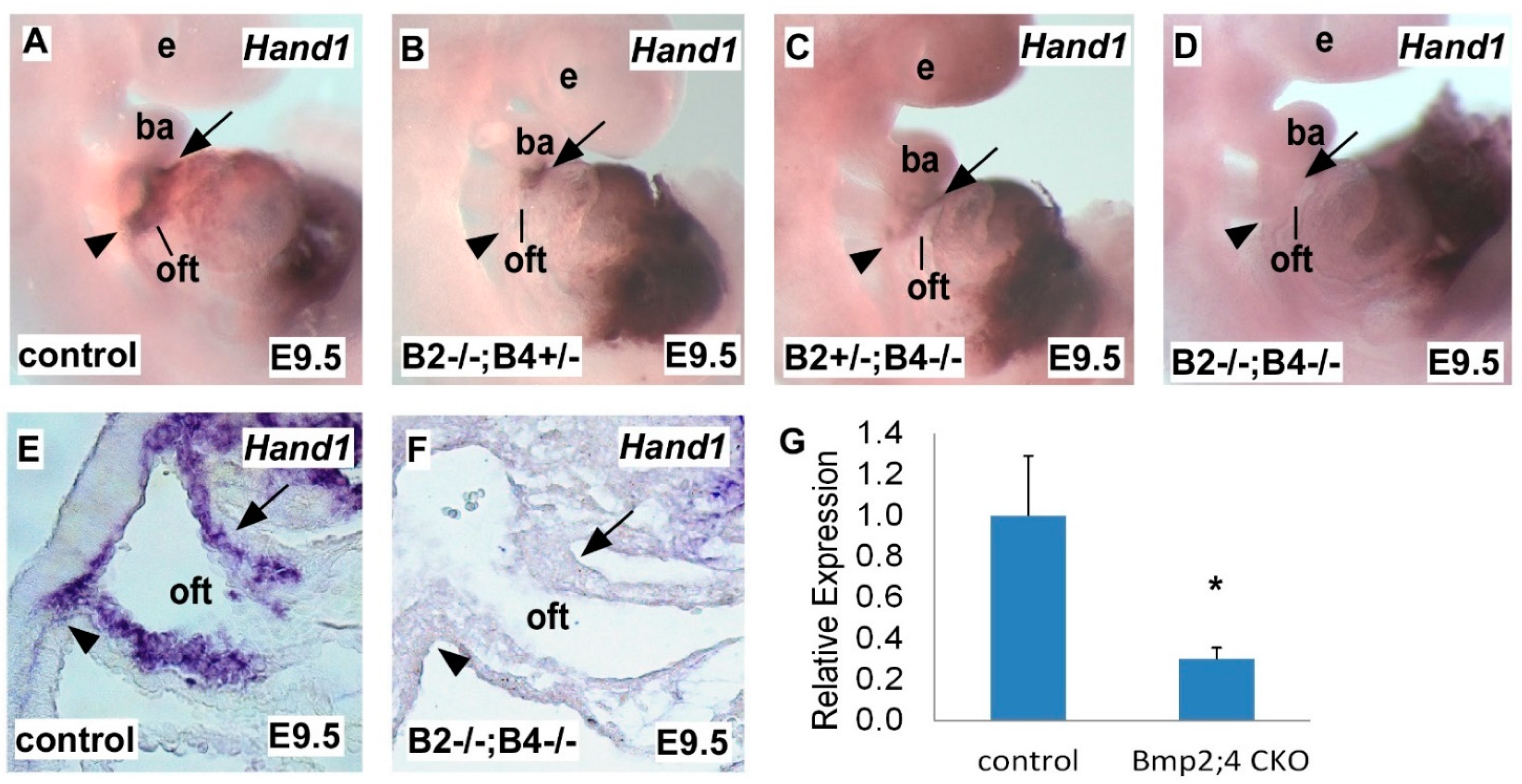 Bmp Signaling Regulates Hand1 in a Dose-Dependent Manner
