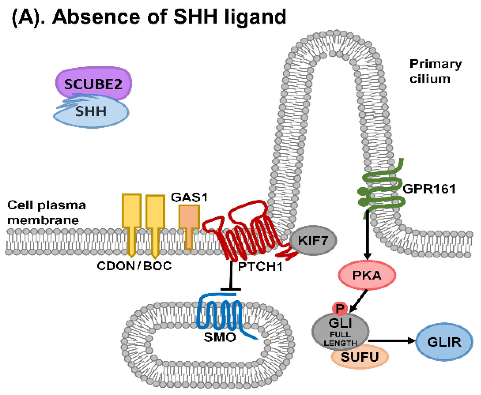 Ijms 22 09854 g002a Ijms 22 09854 g002a