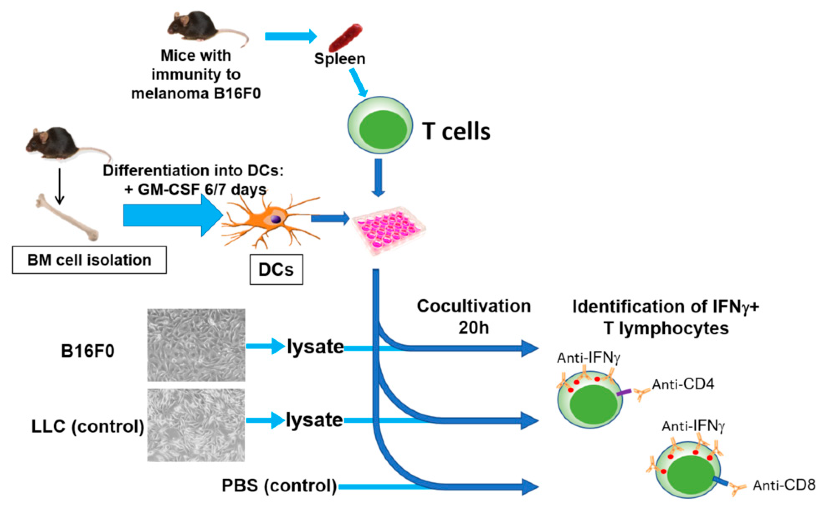 Ijms 22 09859 g002 550