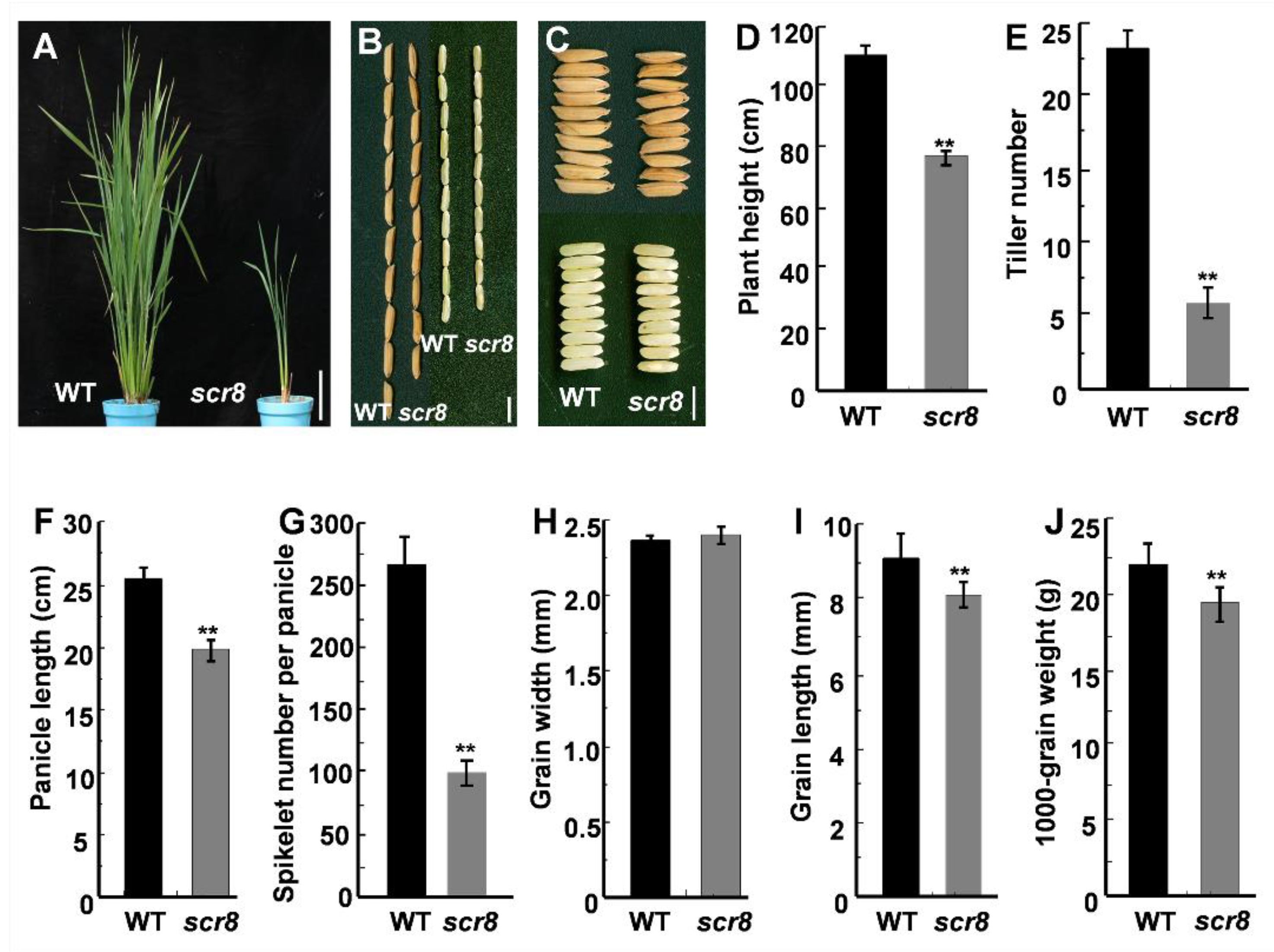 Ijms 22 09868 g001 550