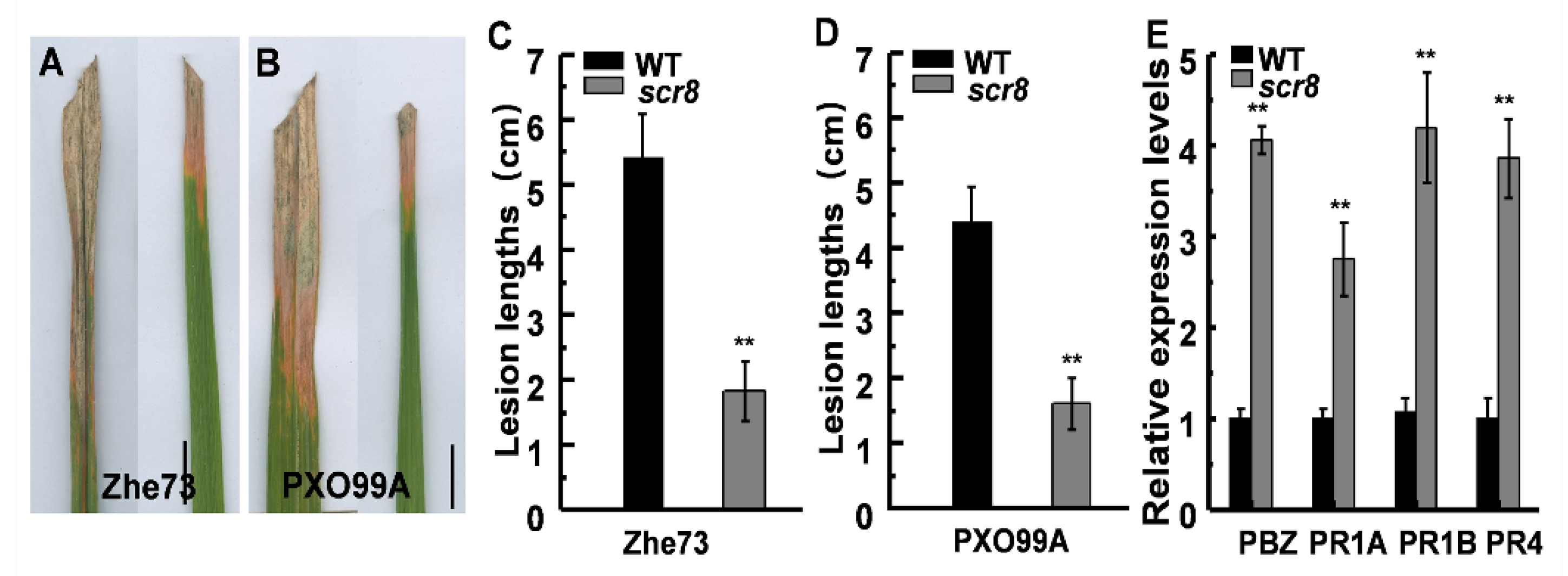 Ijms 22 09868 g008 550