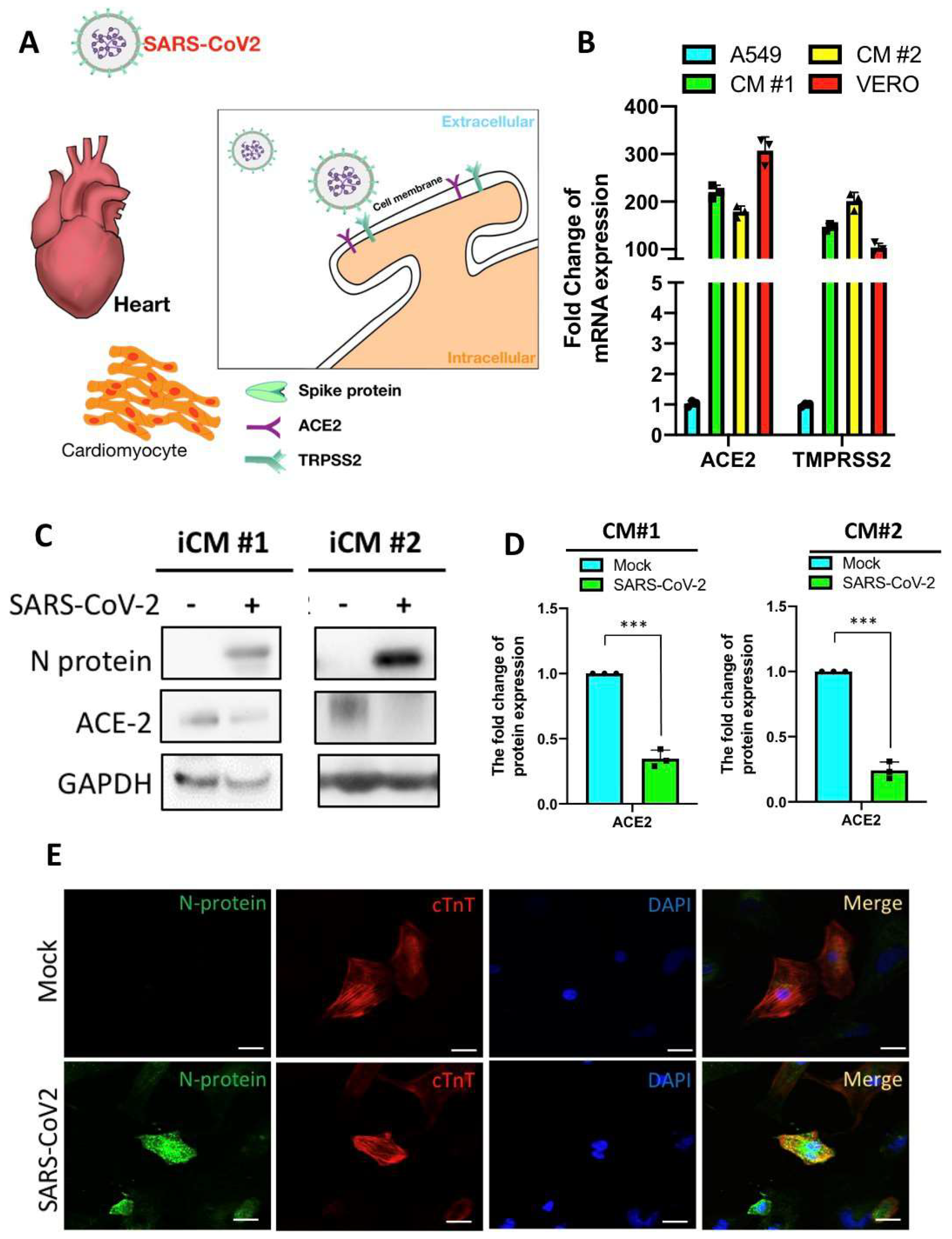 Ijms 22 09869 g003 550