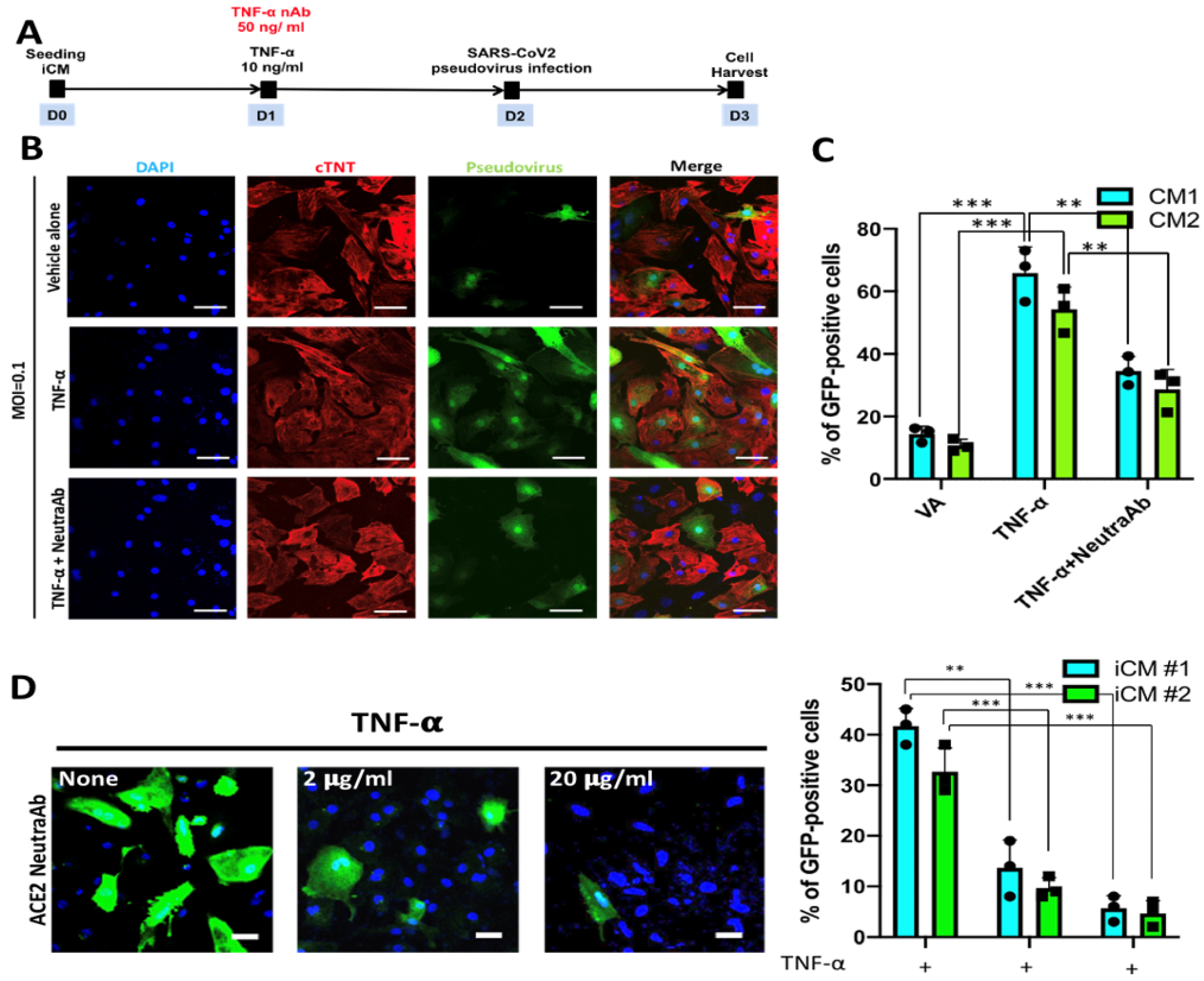 Ijms 22 09869 g006 550