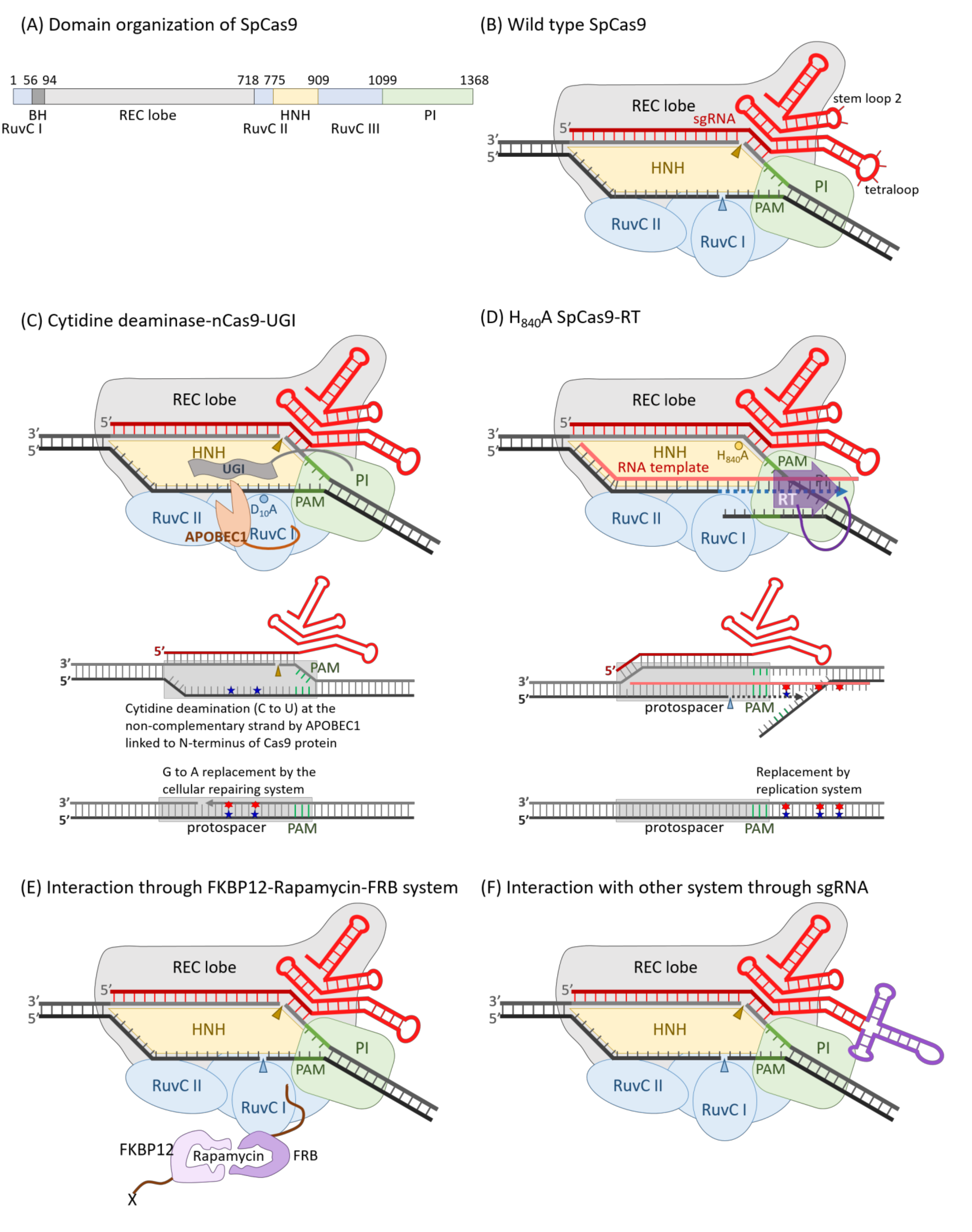 Ijms 22 09872 g001 Ijms 22 09872 g001