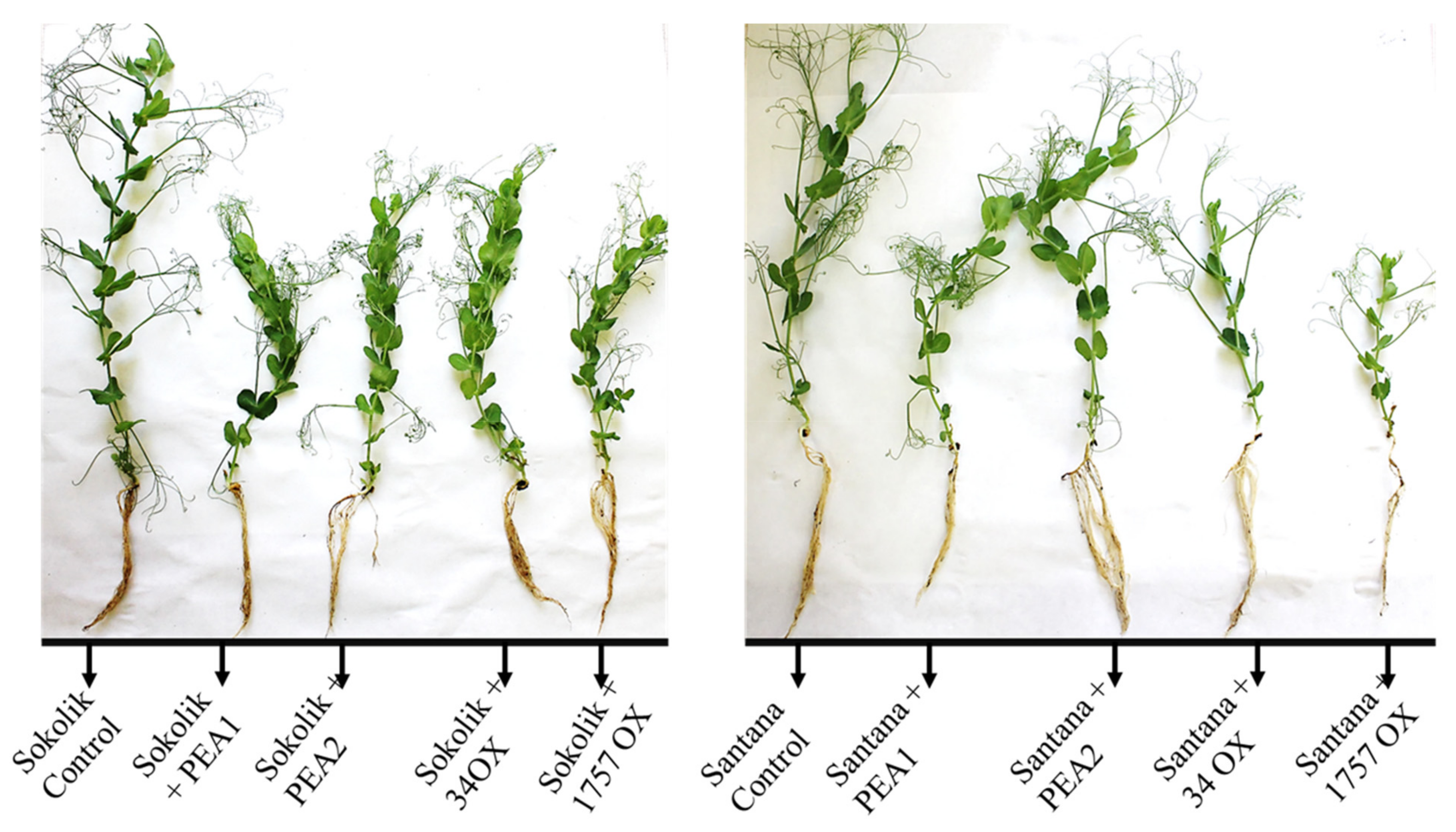 Ijms 22 09888 g004 550