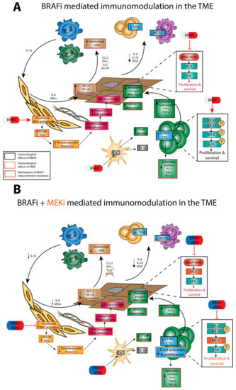 Immunomodulatory Properties of BRAF and MEK Inhibitors Used for ...