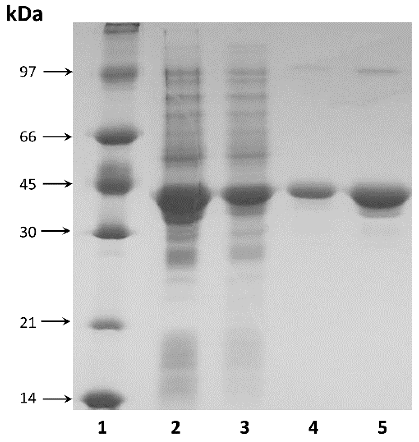 Ijms 22 09894 g002