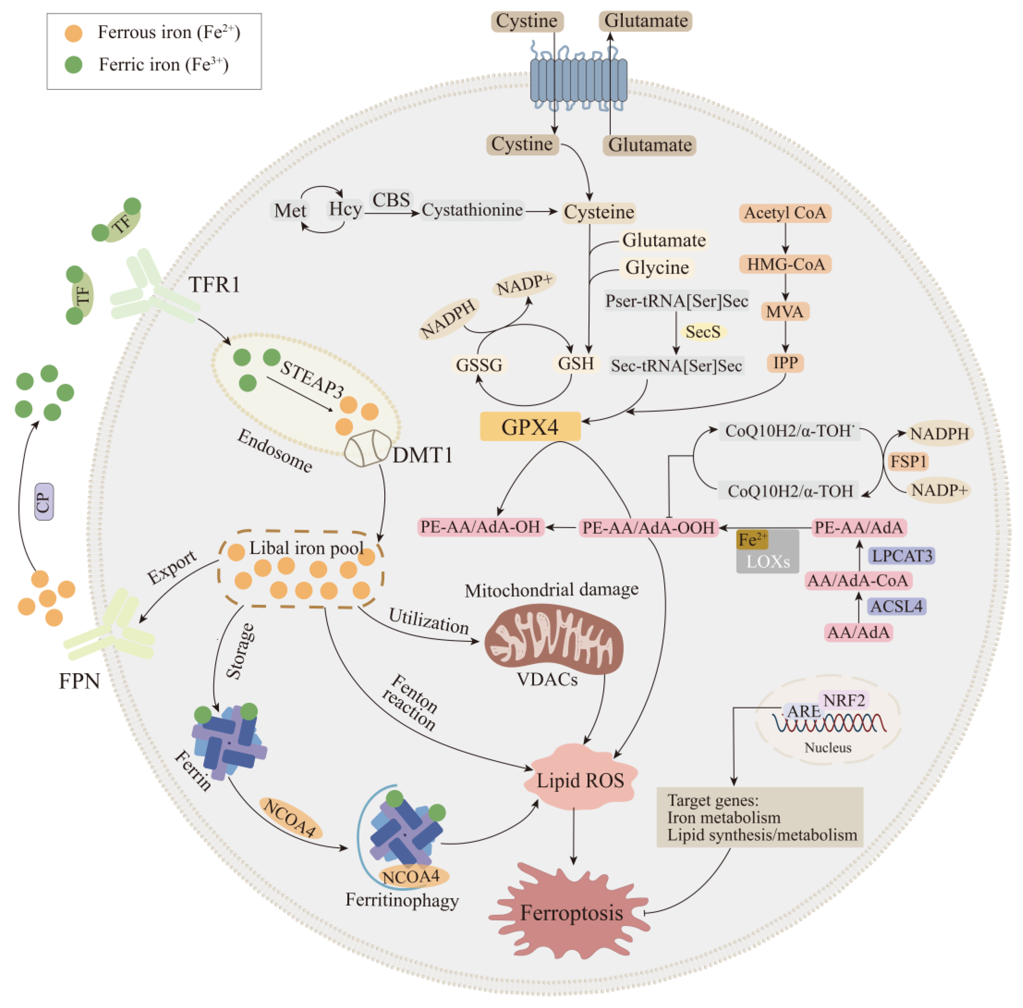 Ijms 22 09902 g001 550