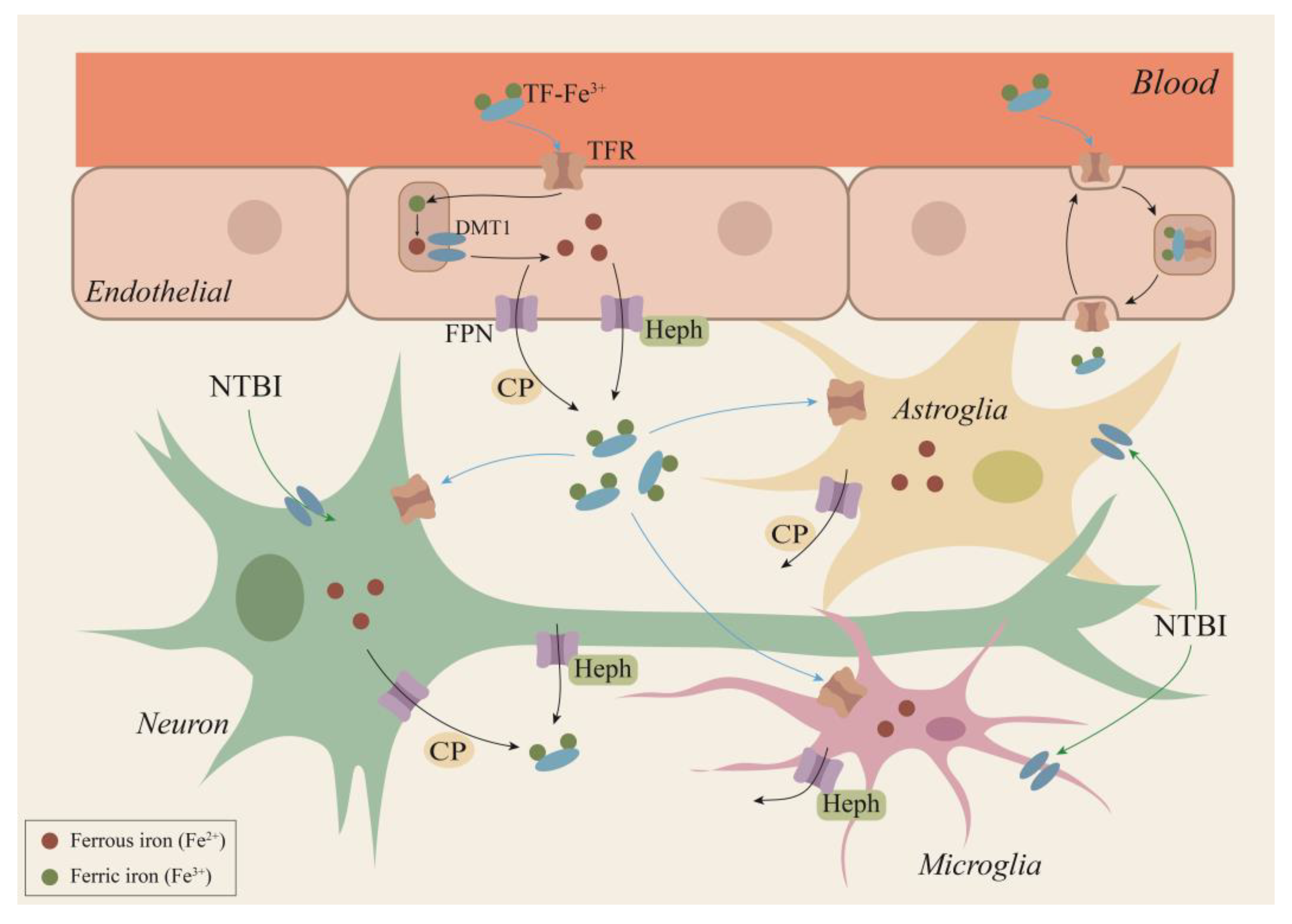 Ijms 22 09902 g002 550
