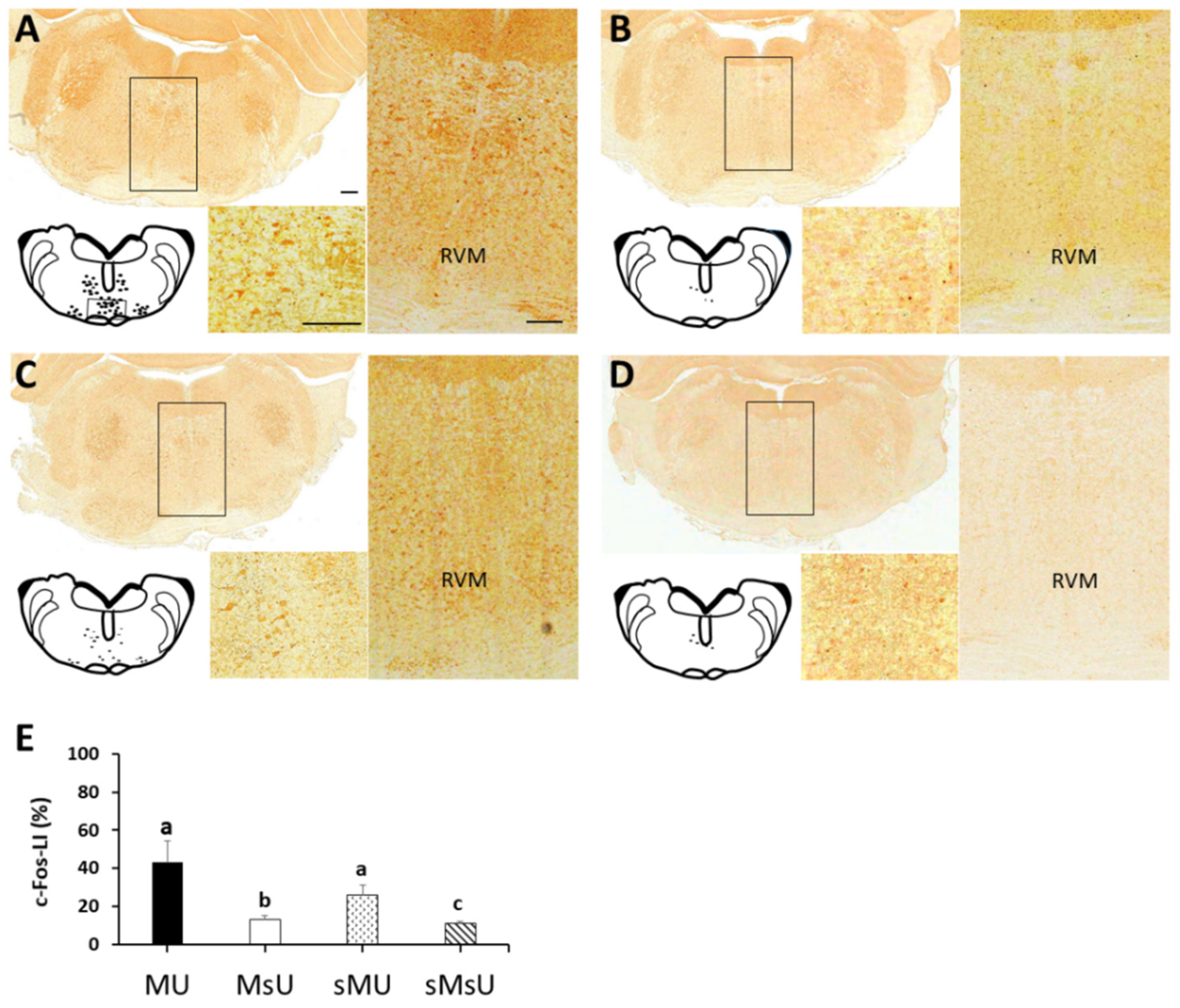 Ijms 22 09906 g005 550