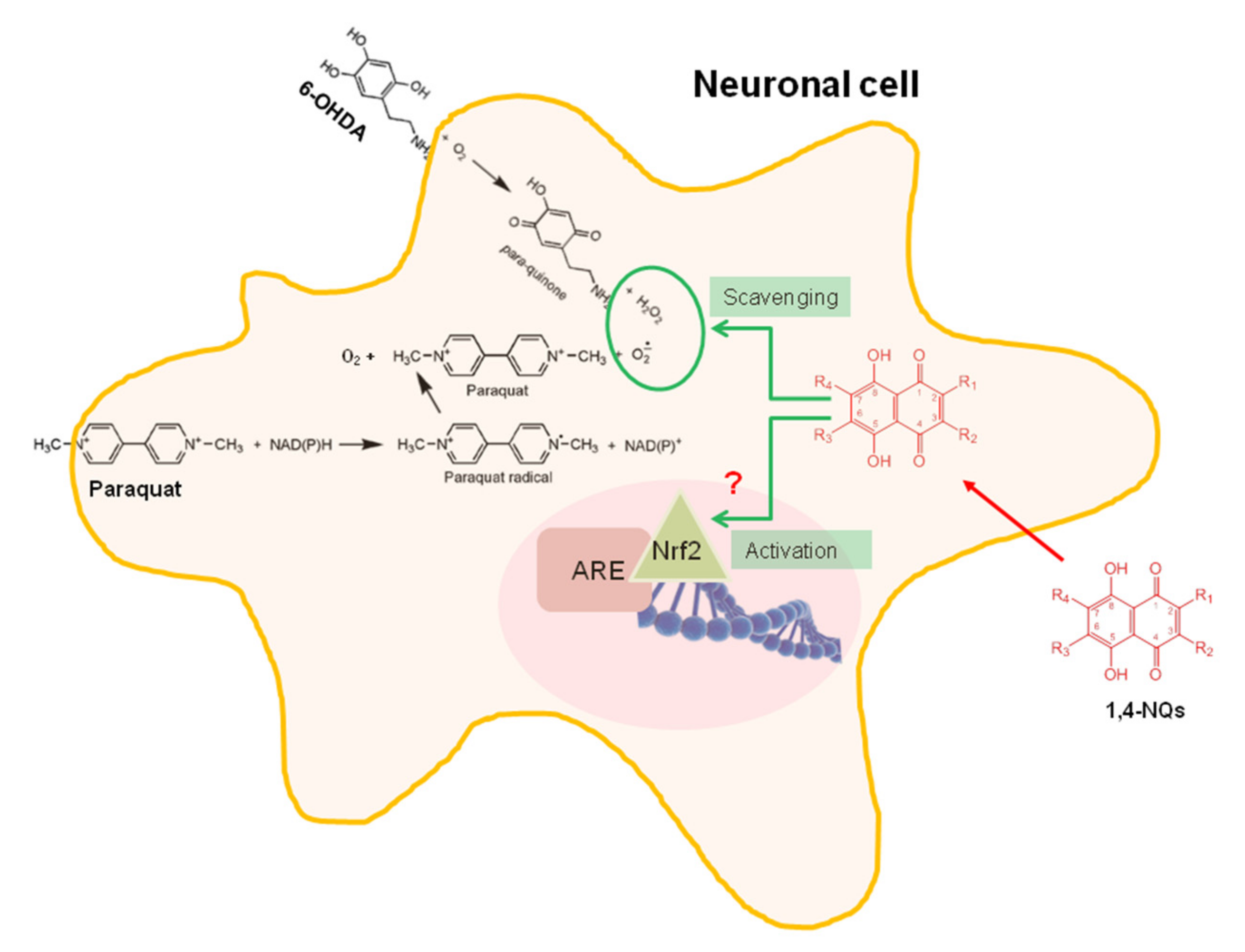 Ijms 22 09933 sch001 550