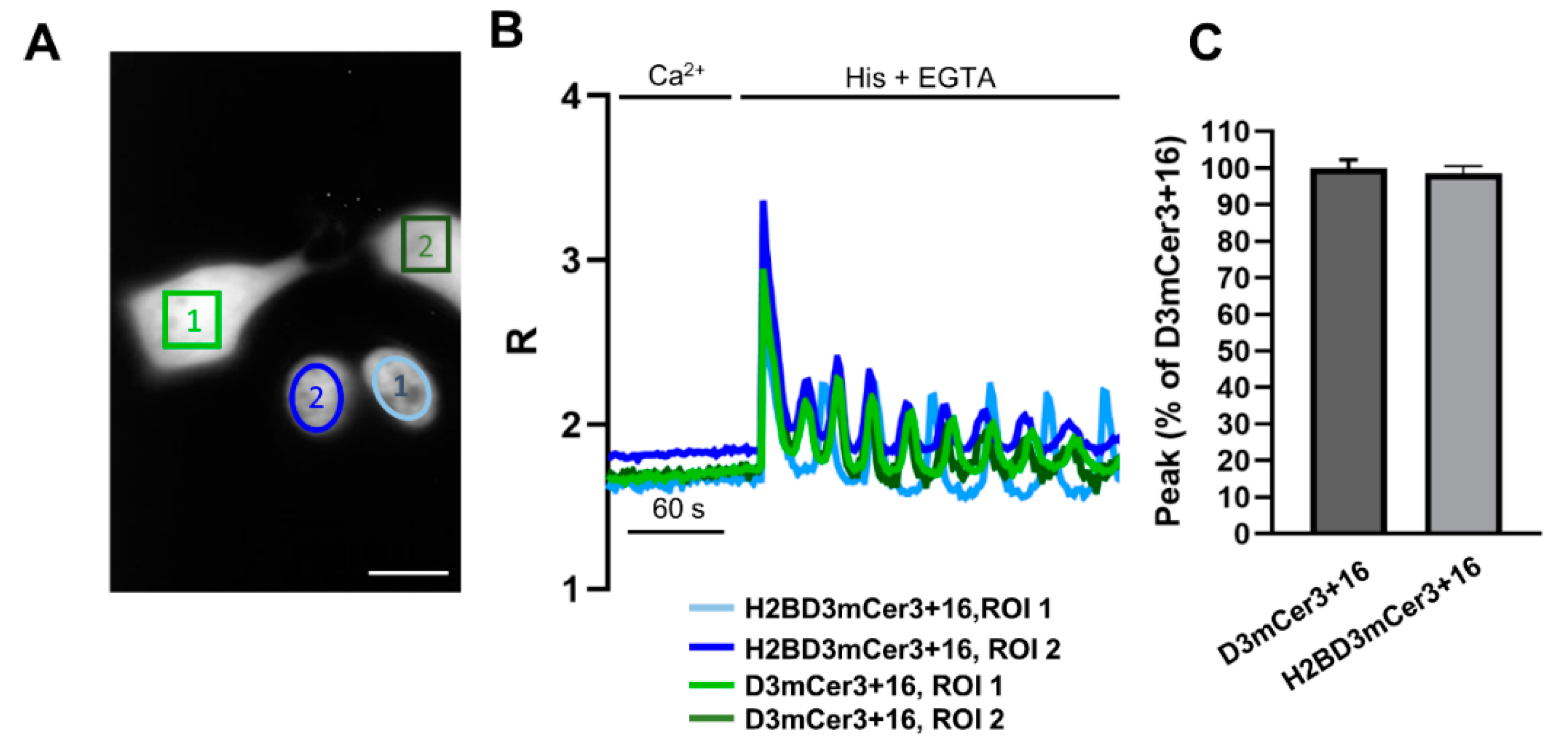 Ijms 22 09945 g004 Ijms 22 09945 g004