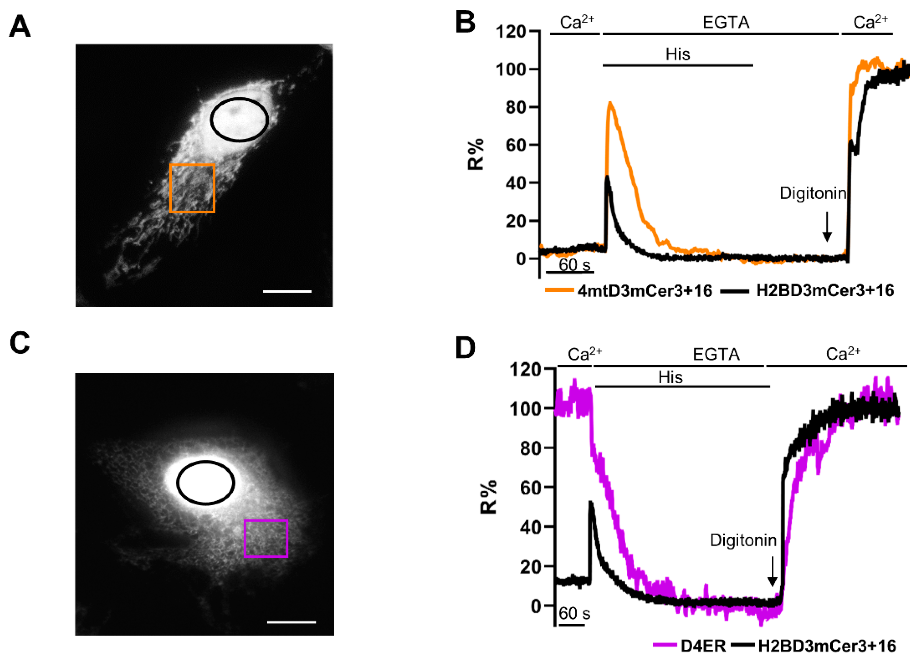 Ijms 22 09945 g005 Ijms 22 09945 g005