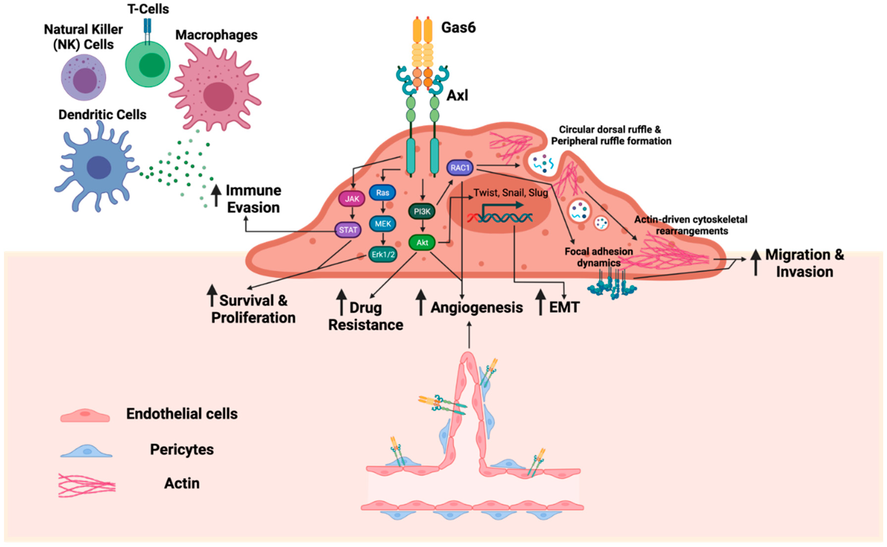 mesothelioma secondary exposure