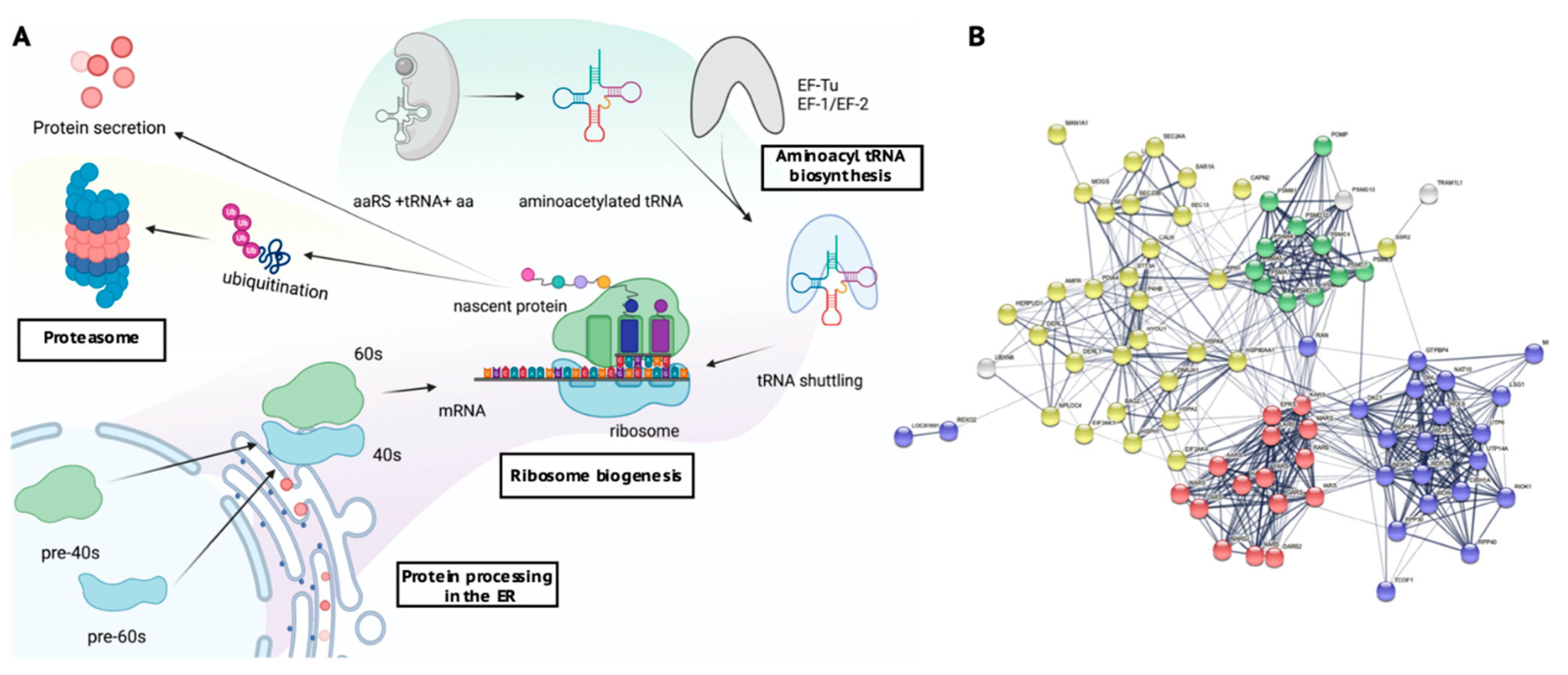 Ijms 22 09954 g006 550