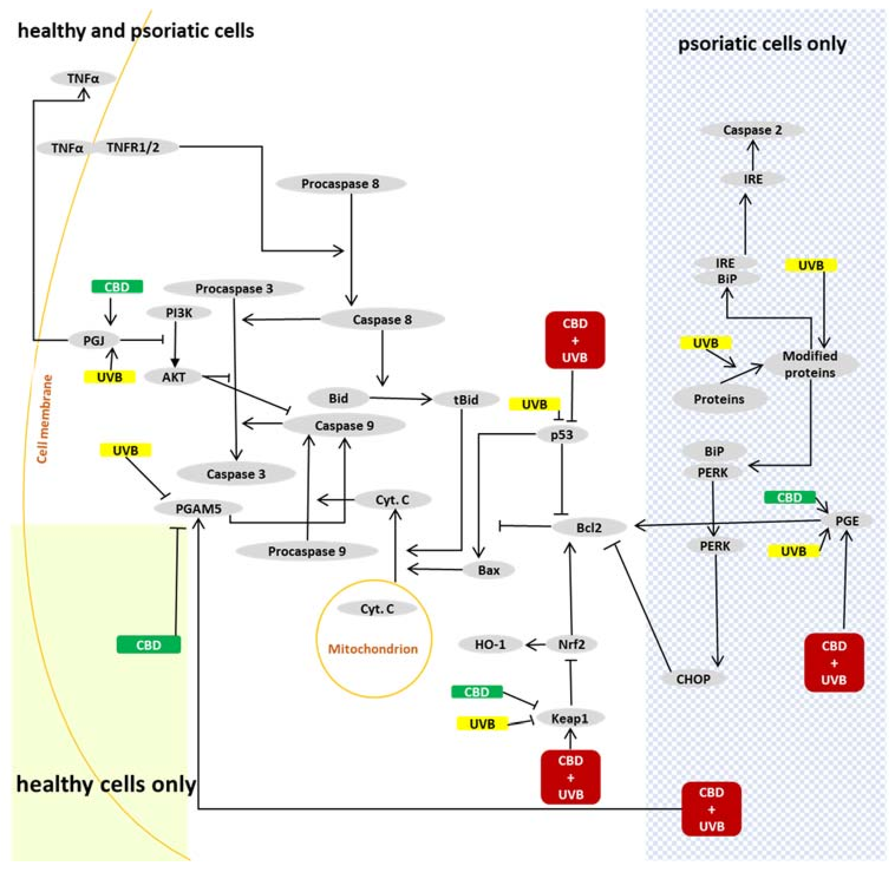 Ijms 22 09956 g007 Ijms 22 09956 g007