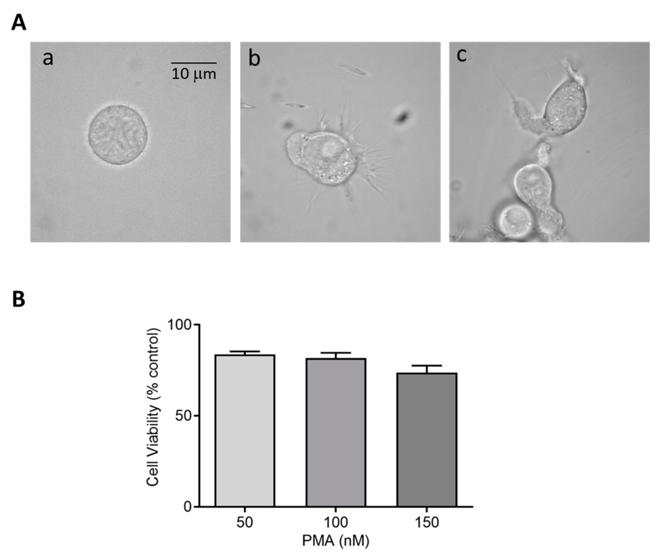 Ijms 22 09963 g002 Ijms 22 09963 g002