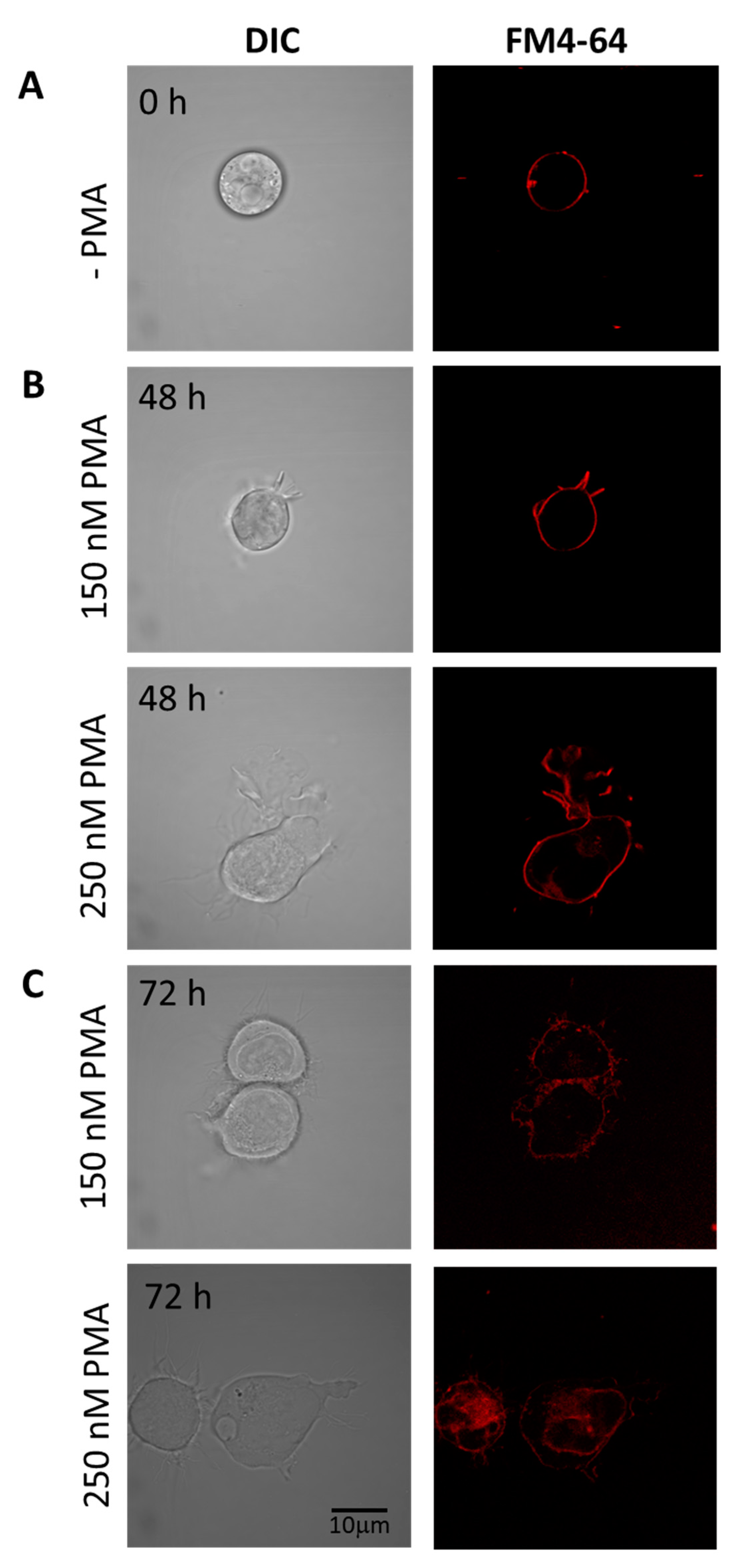 Ijms 22 09963 g003 Ijms 22 09963 g003