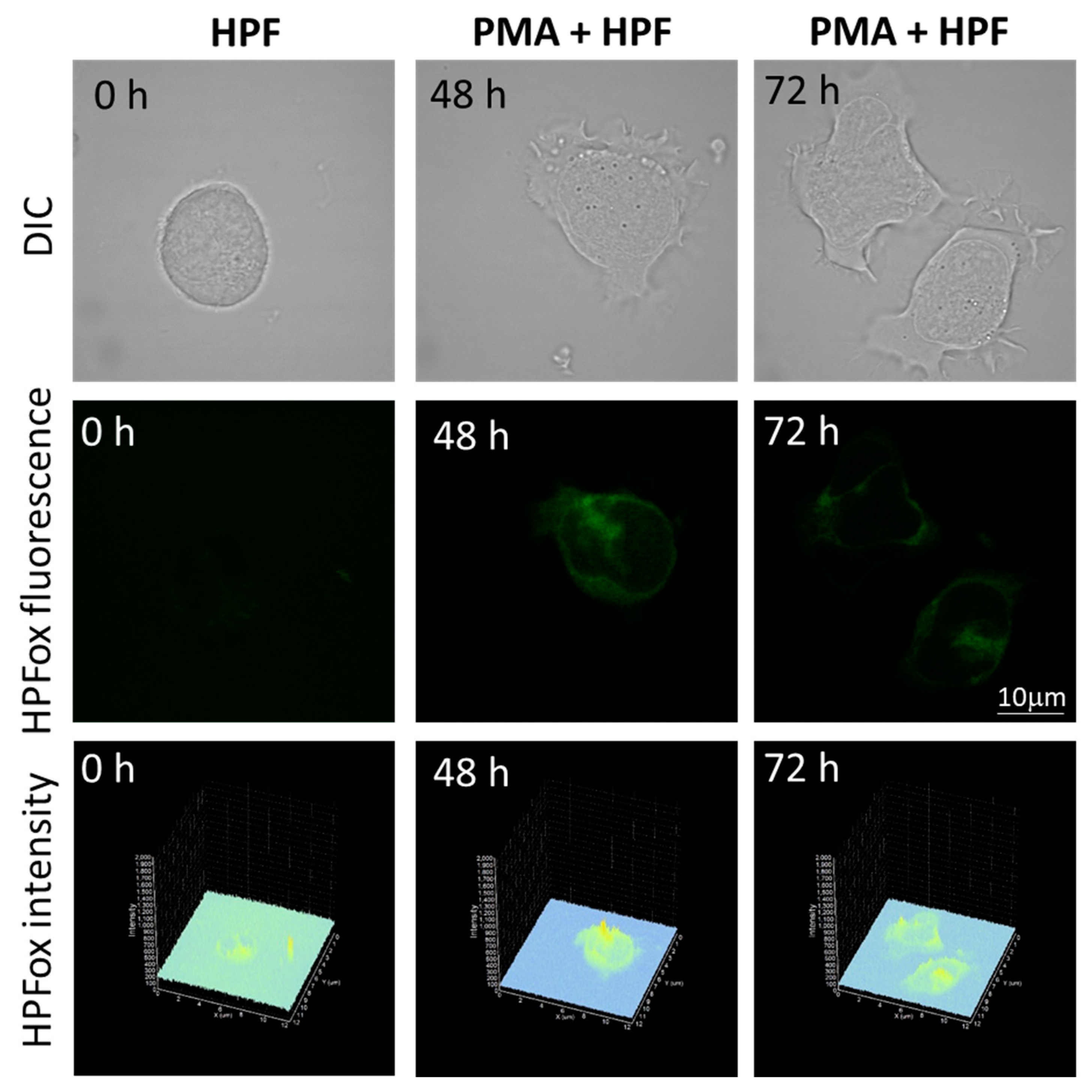 Ijms 22 09963 g005 Ijms 22 09963 g005