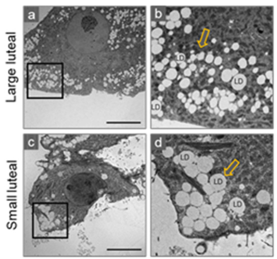 Luteinizing Hormone Regulation of Inter-Organelle