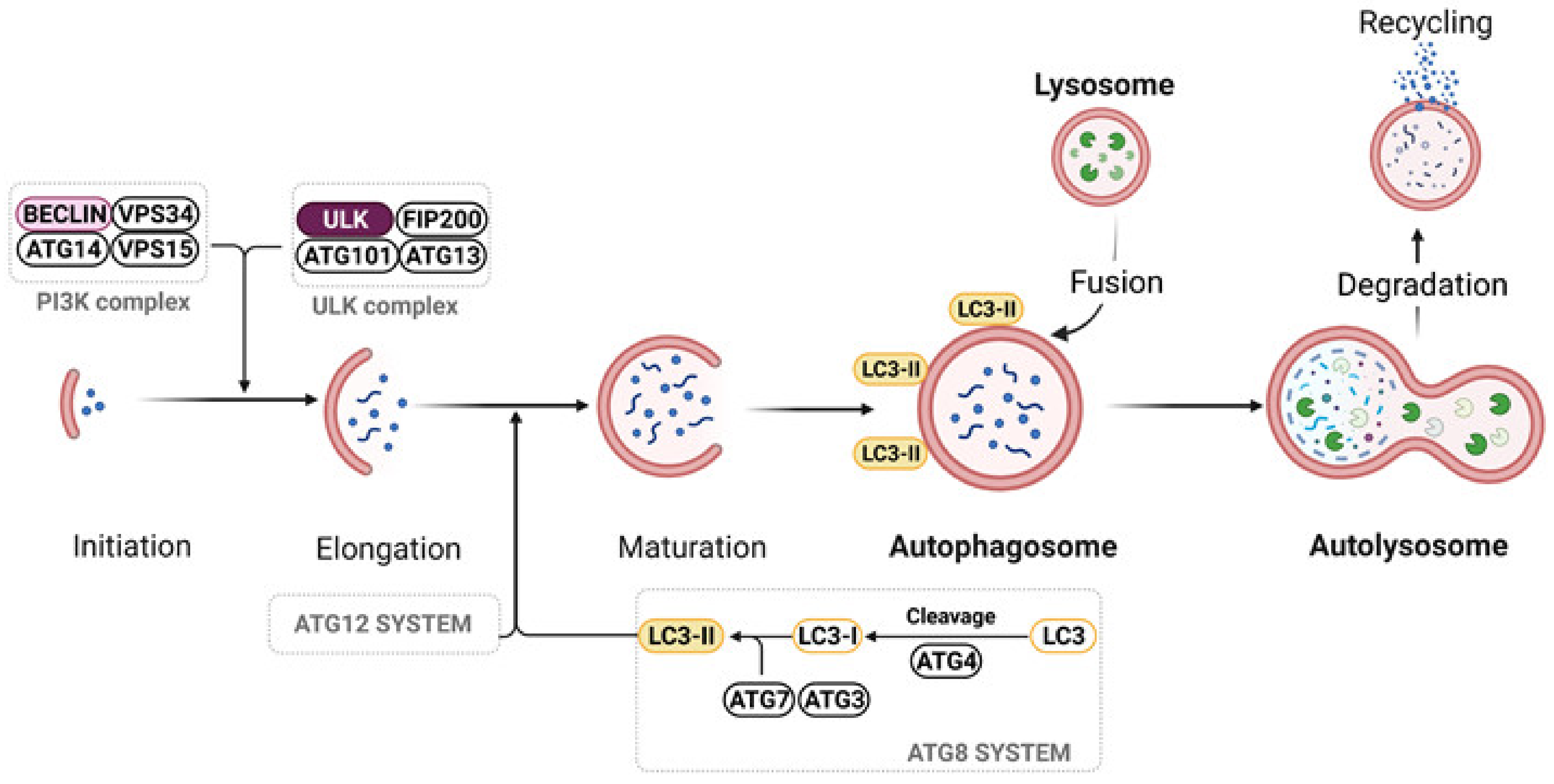 田村 Frontiers | Genome-Based Taxonomic Classification of the