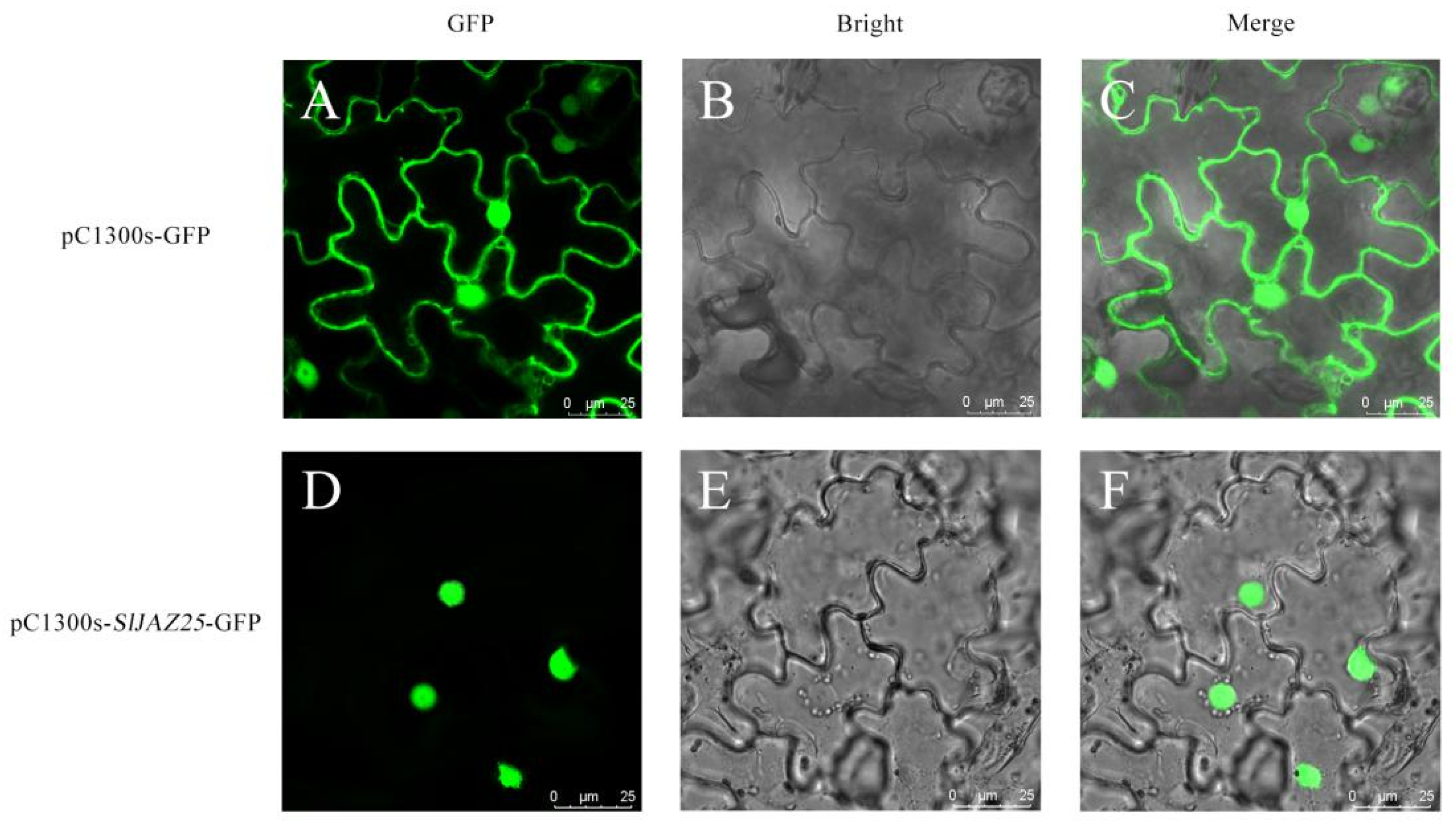 Ijms 22 09974 g011 550