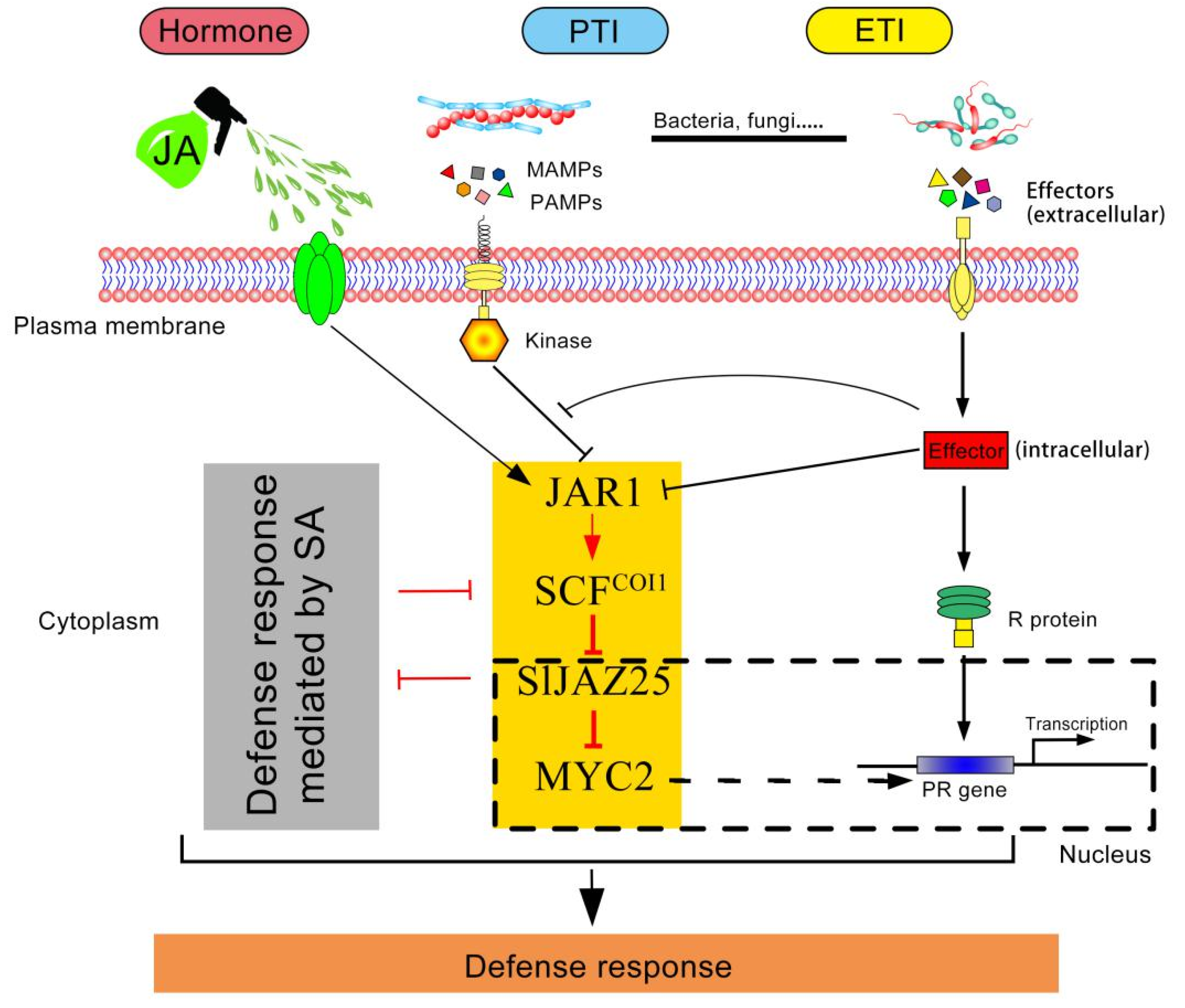 Ijms 22 09974 g013 550