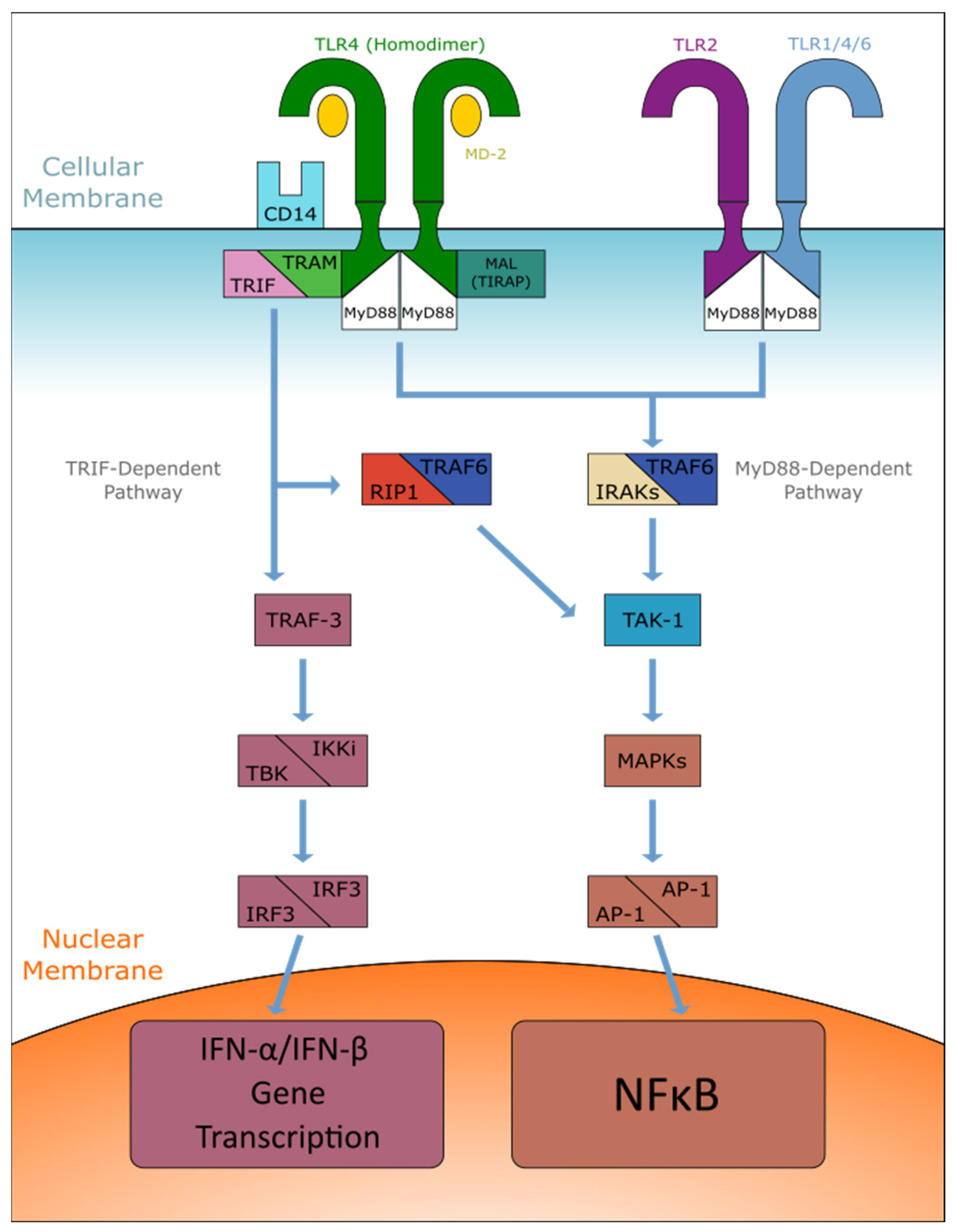 Ijms 22 09977 g001 550