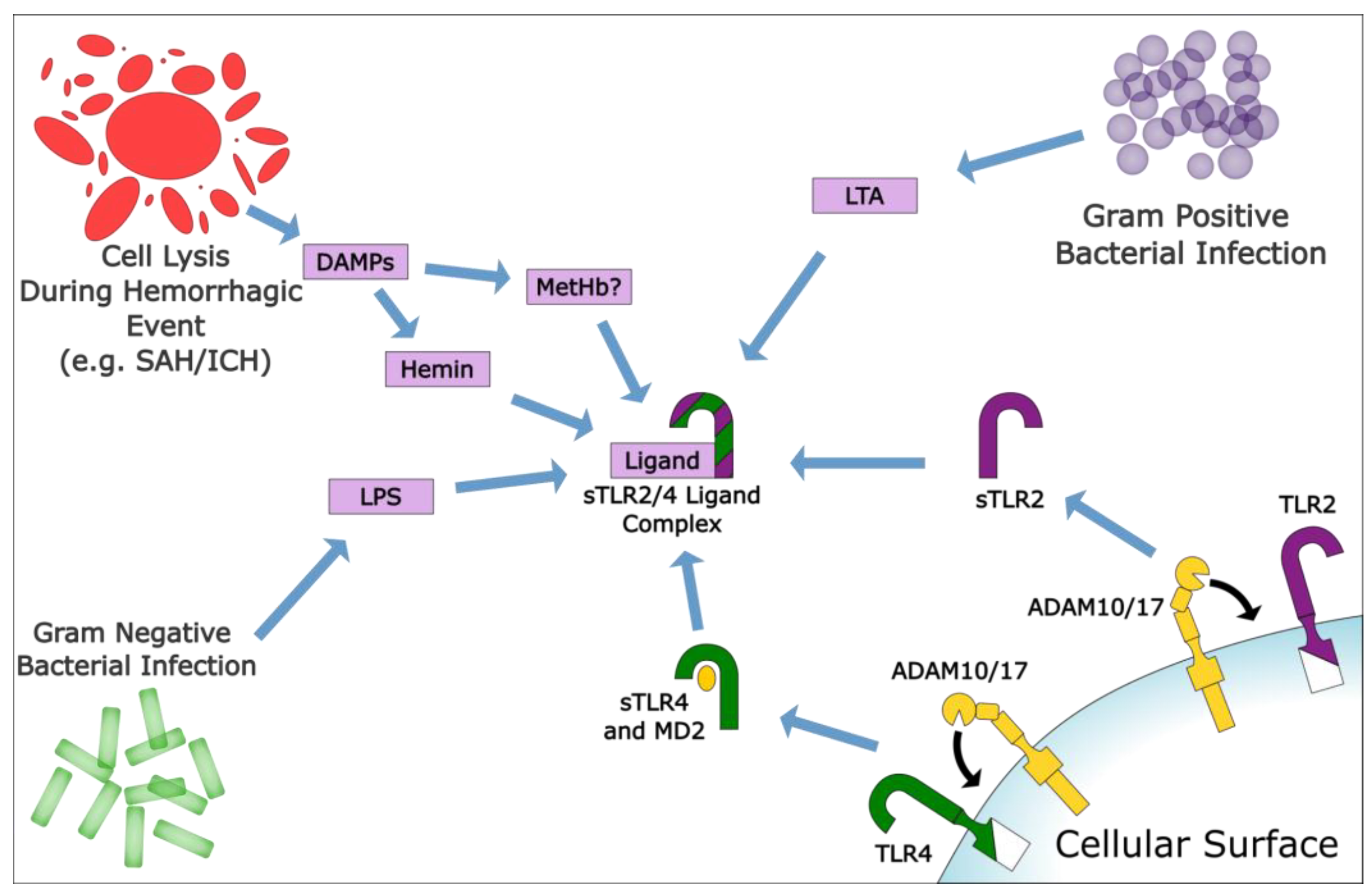 Ijms 22 09977 g002 550