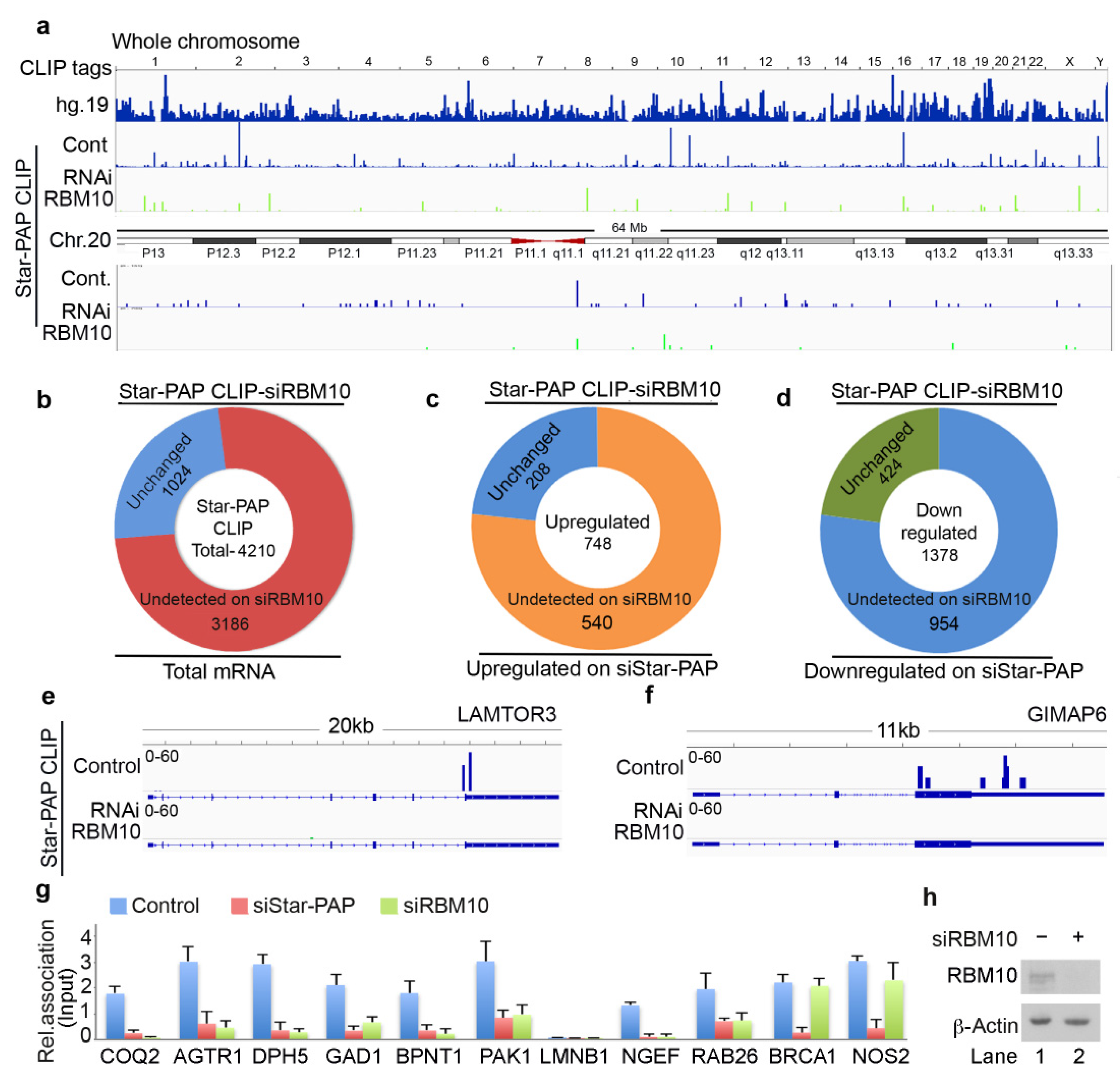 Ijms 22 09980 g004 Ijms 22 09980 g004