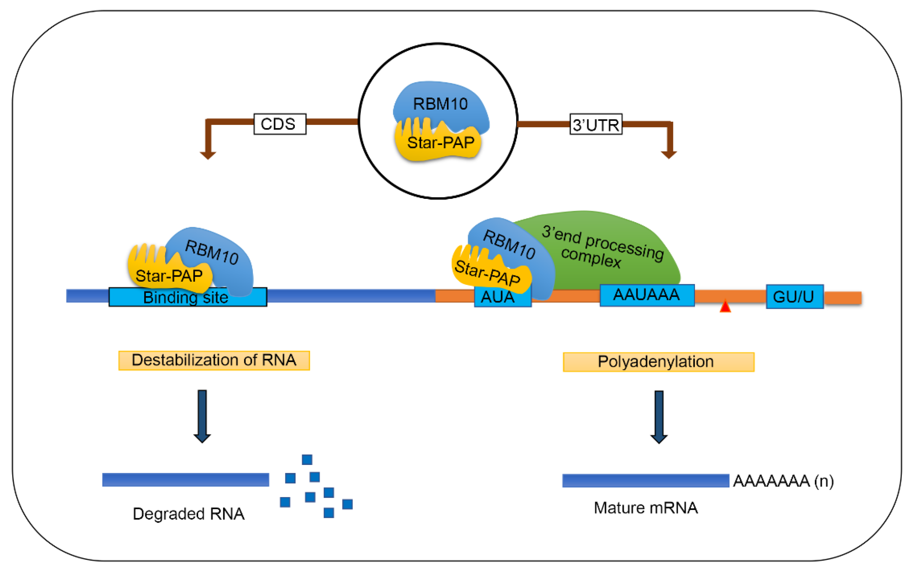 Ijms 22 09980 g006 Ijms 22 09980 g006
