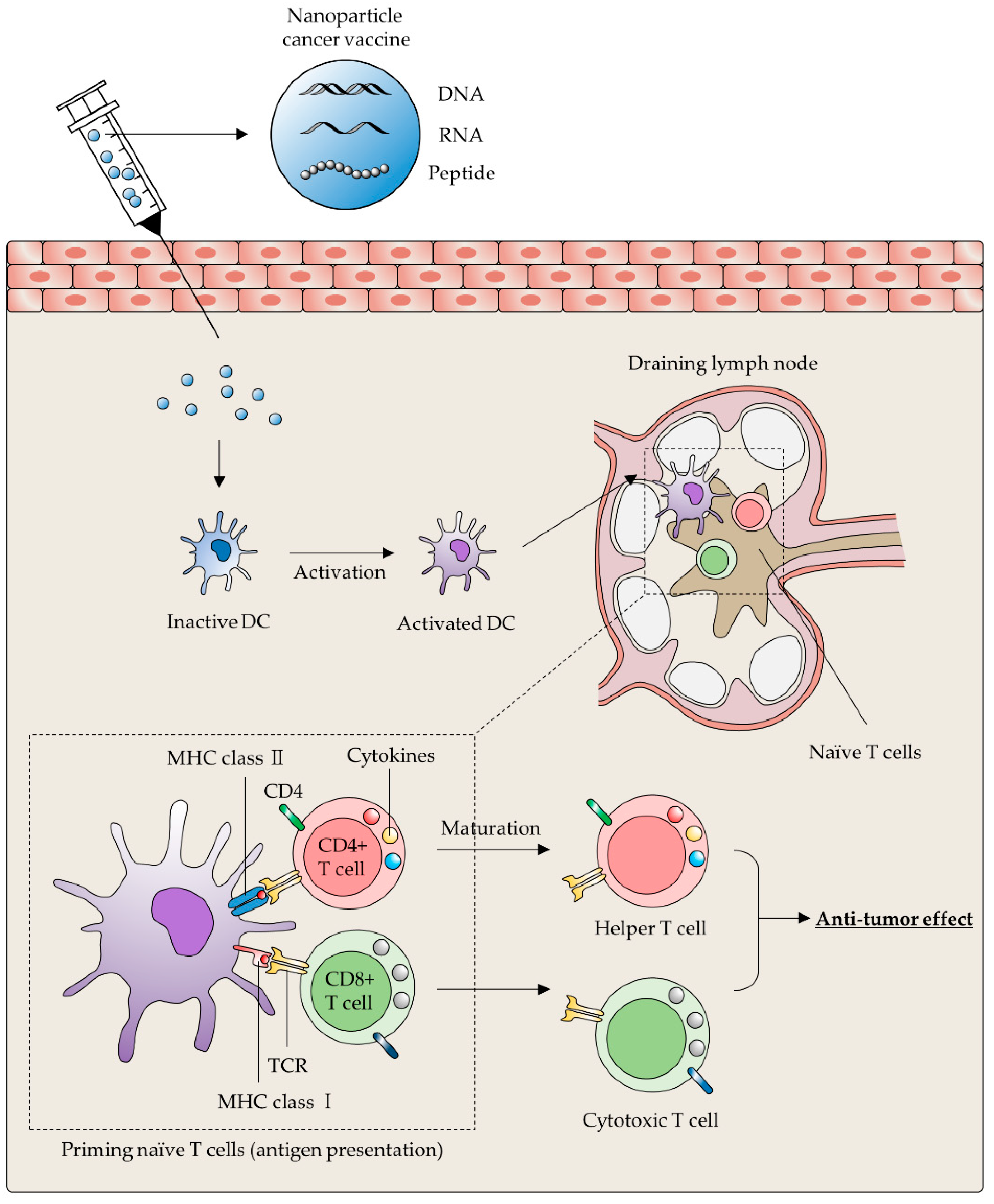 Ijms 22 10009 g002 550