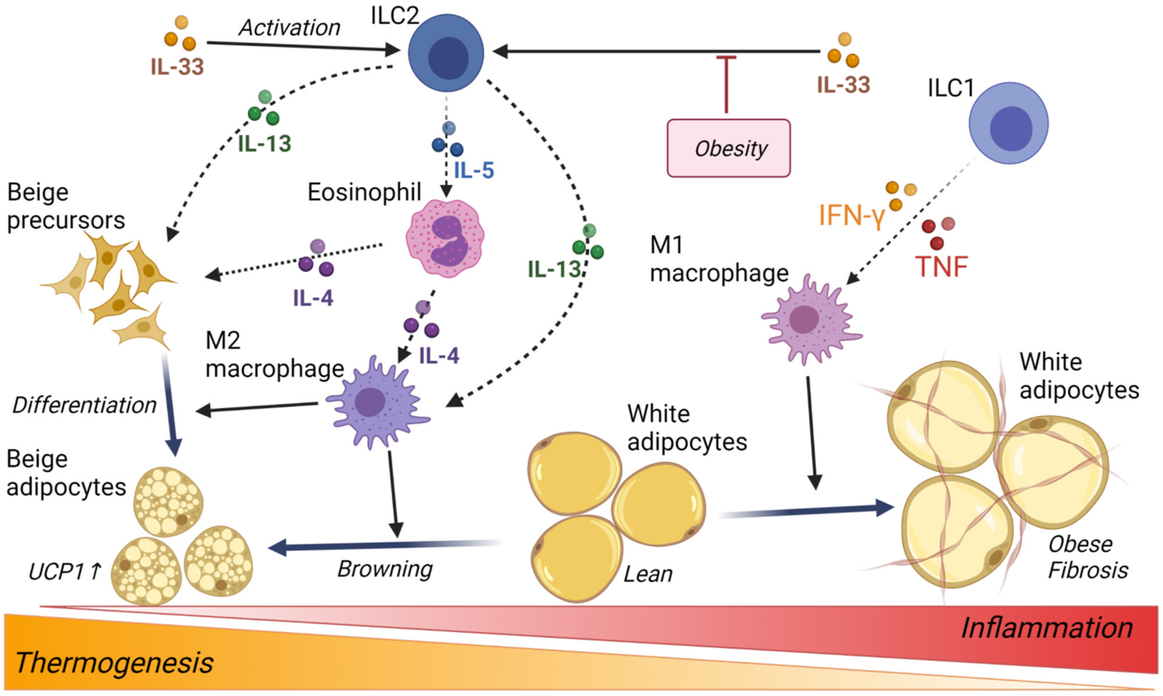 IJMS | Free Full-Text | Crosstalk between Metabolic Disorders and 