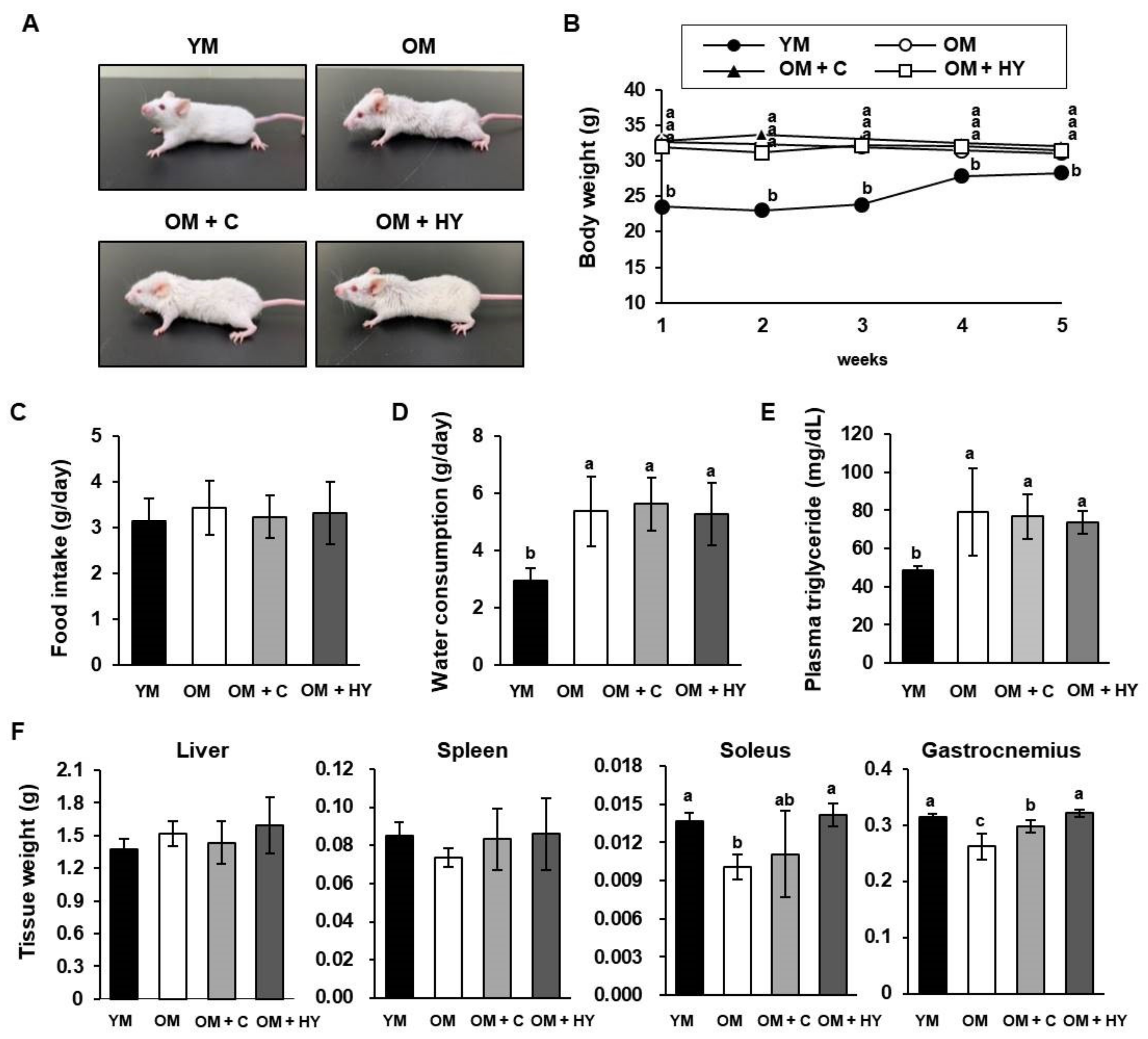 Age progression nude Lactobacillus plantarum HY7715 Ameliorates Sarcopenia by Improving Skeletal  Muscle Mass and Function in Aged Balb/c Mice