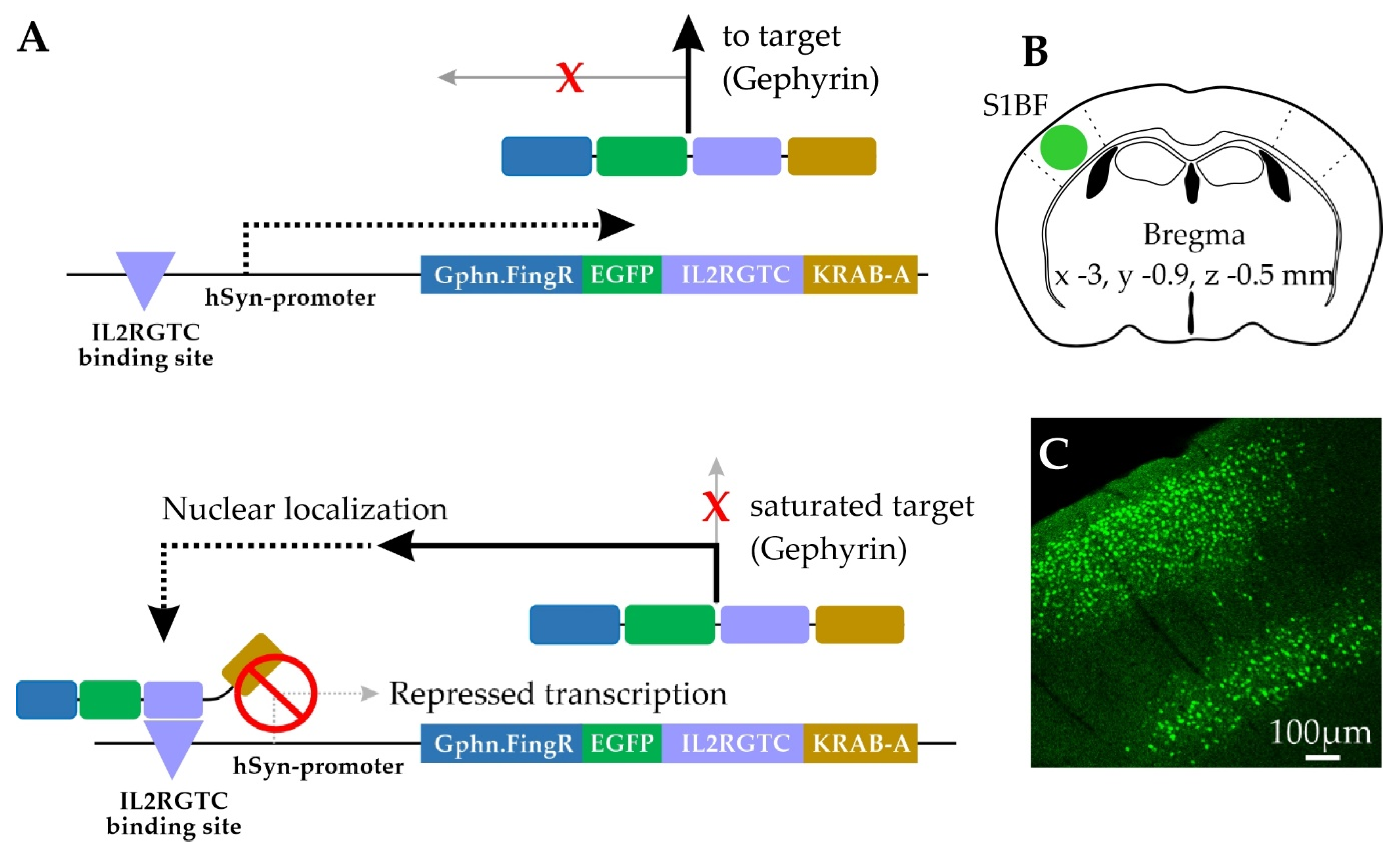 Neurexin-3 subsynaptic densities are spatially distinct from Neurexin-1 and  essential for excitatory synapse nanoscale organization in the hippocampus