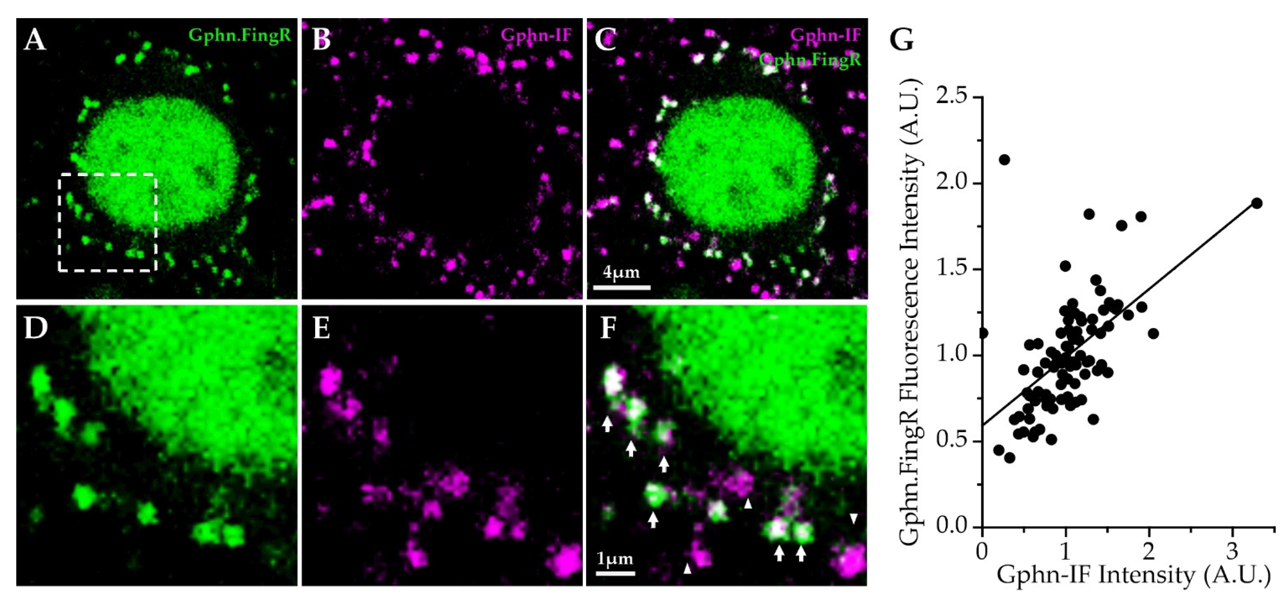 Ijms 22 10032 g003 Ijms 22 10032 g003