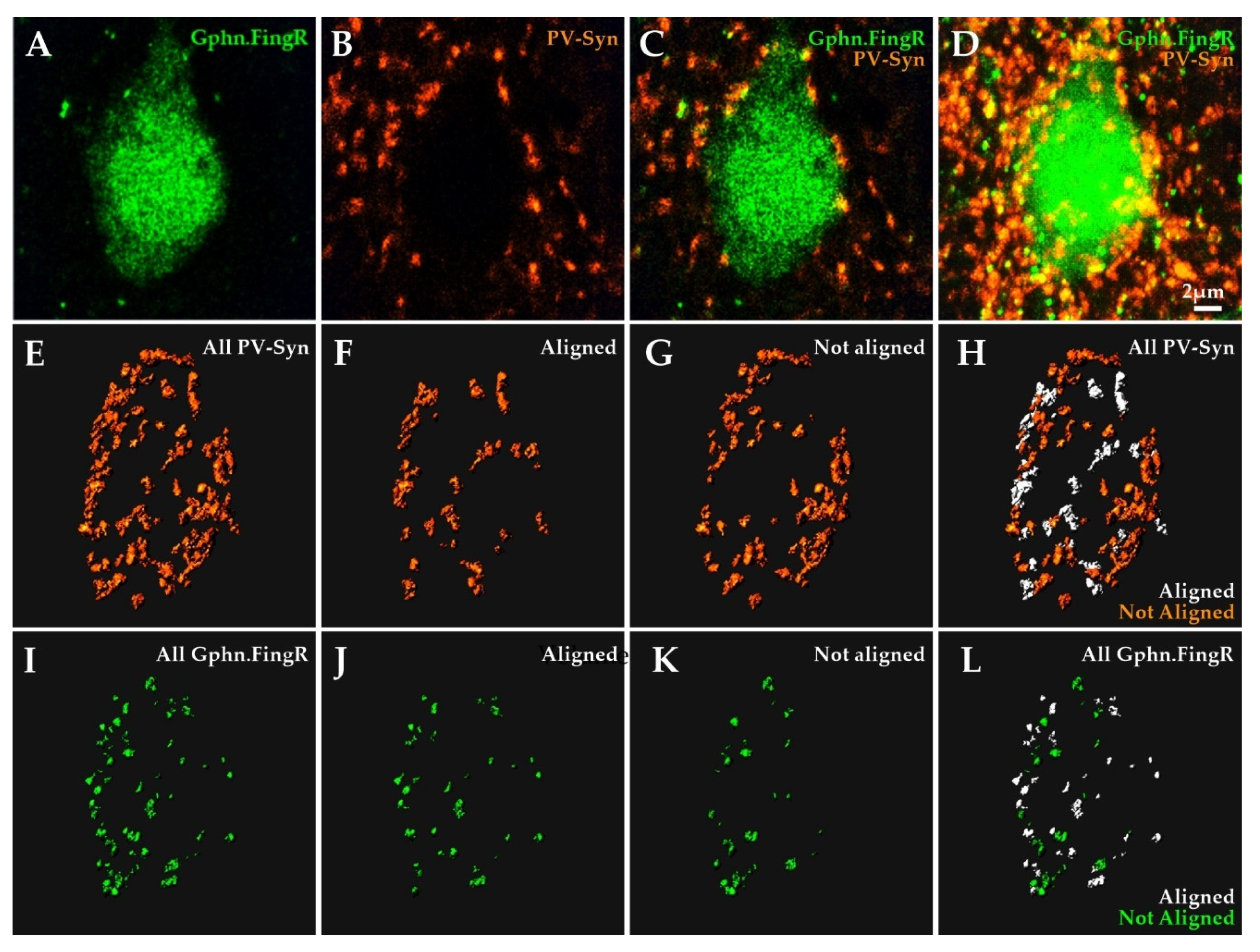 Ijms 22 10032 g005 Ijms 22 10032 g005