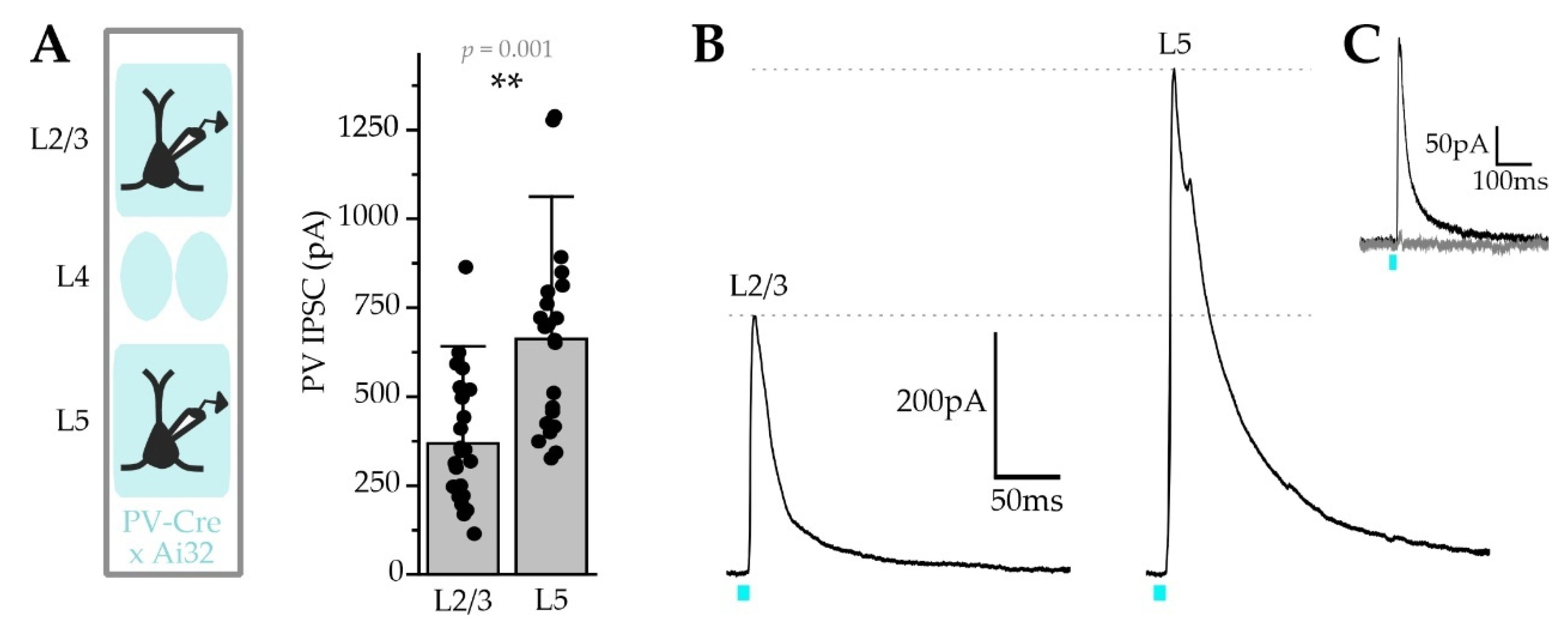 Ijms 22 10032 g009 Ijms 22 10032 g009