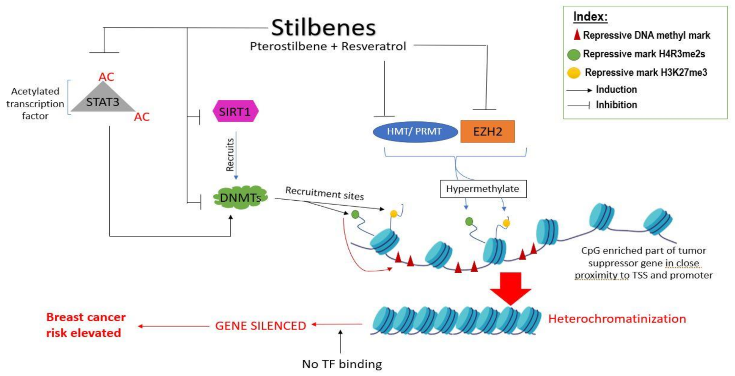 Ijms 22 10033 g003 Ijms 22 10033 g003