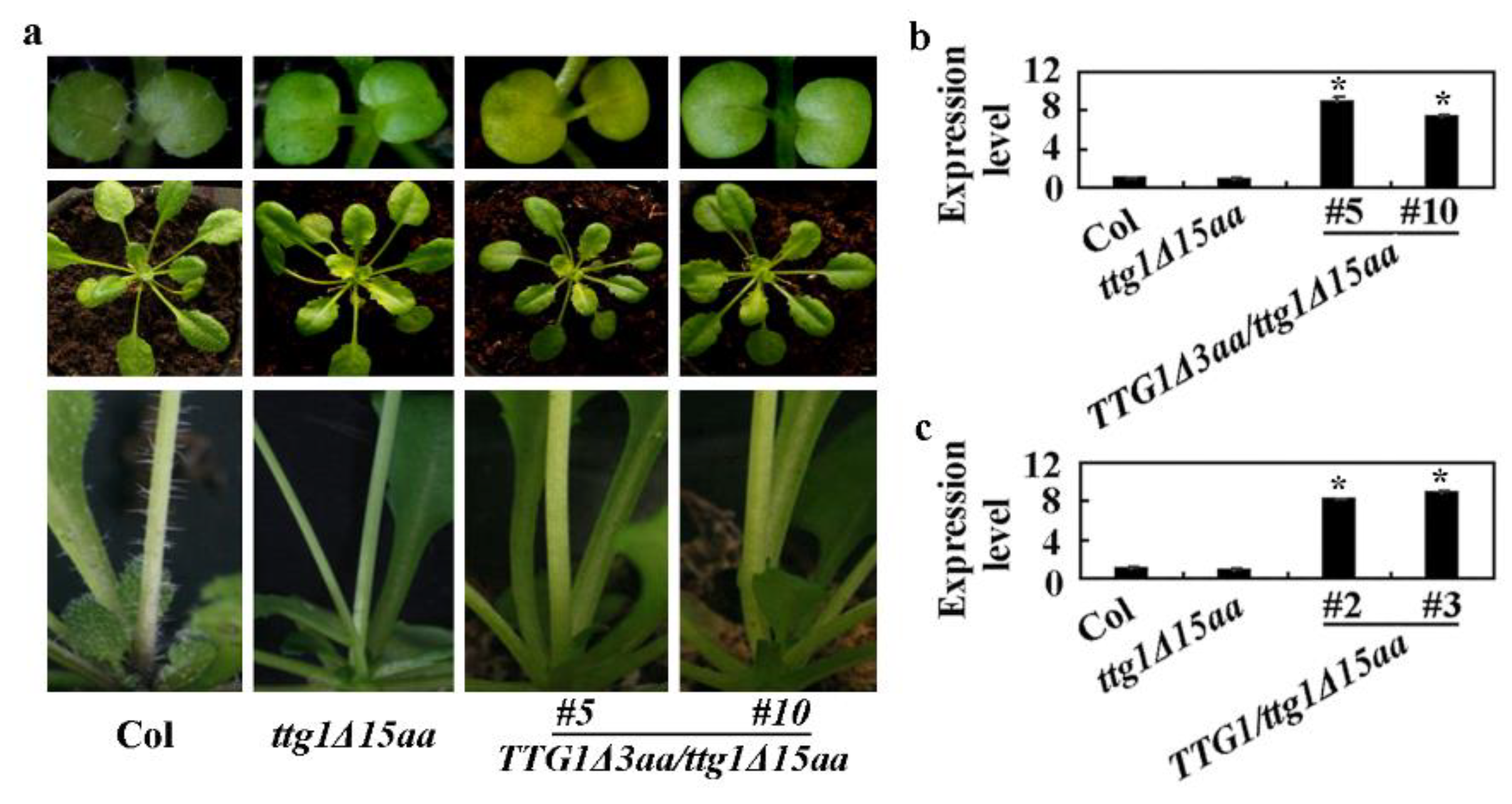 Ijms 22 10039 g008 550