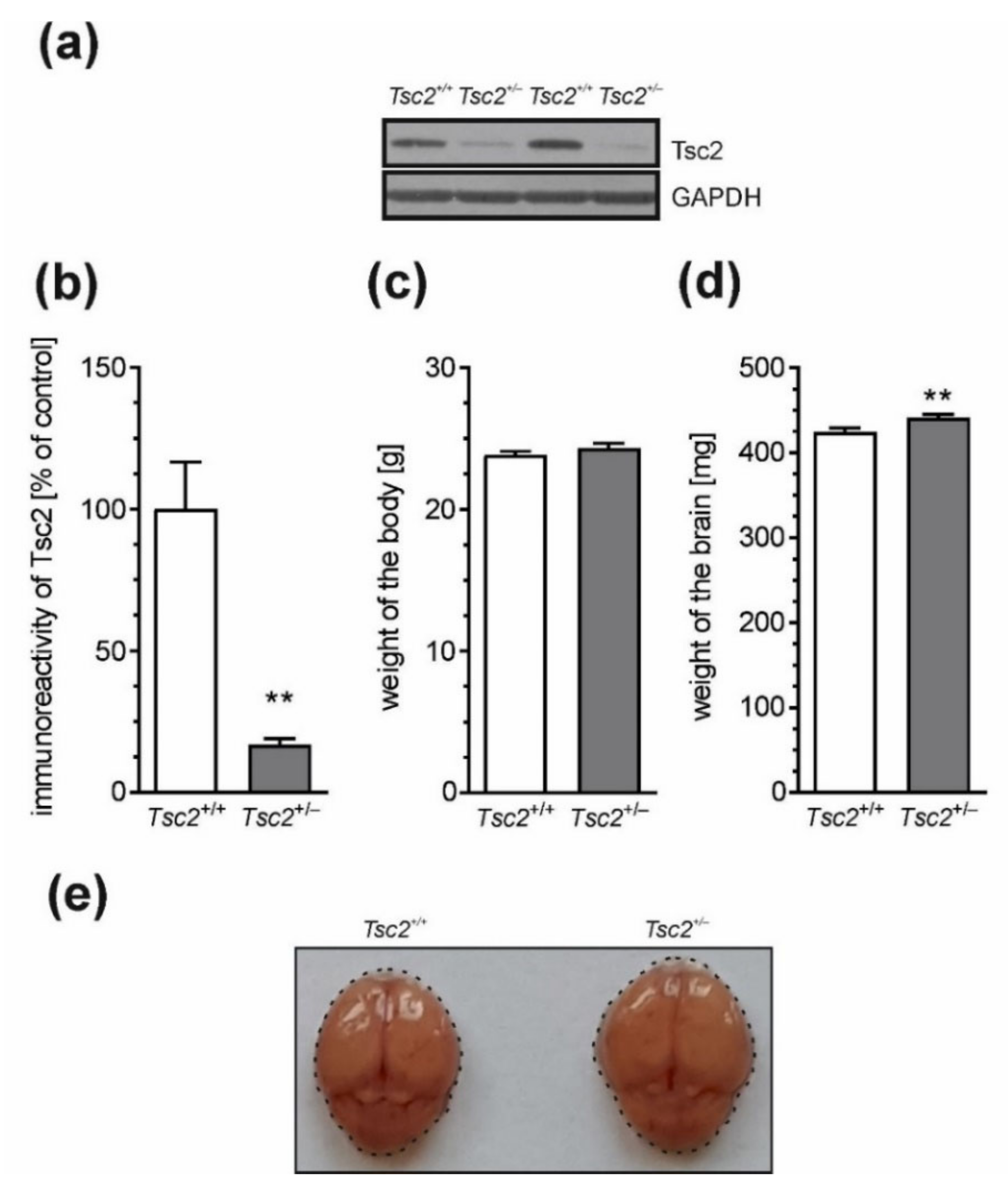 Ijms 22 10058 g001 Ijms 22 10058 g001