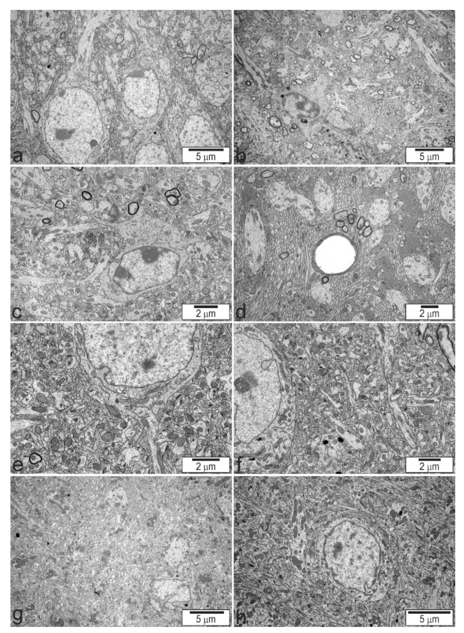 Ijms 22 10058 g003 Ijms 22 10058 g003