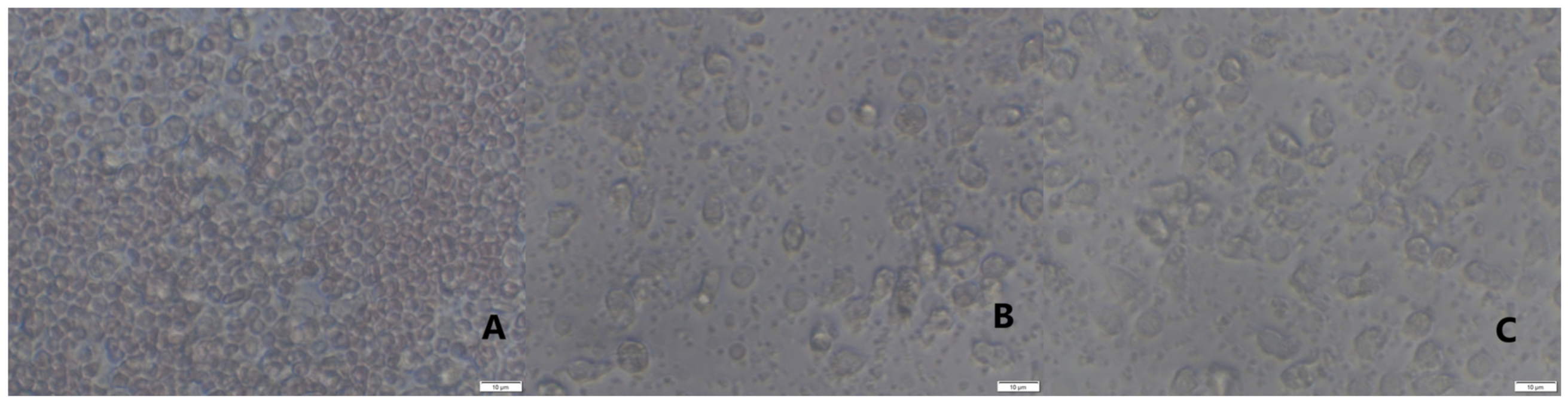 Ijms 22 10060 g010 550