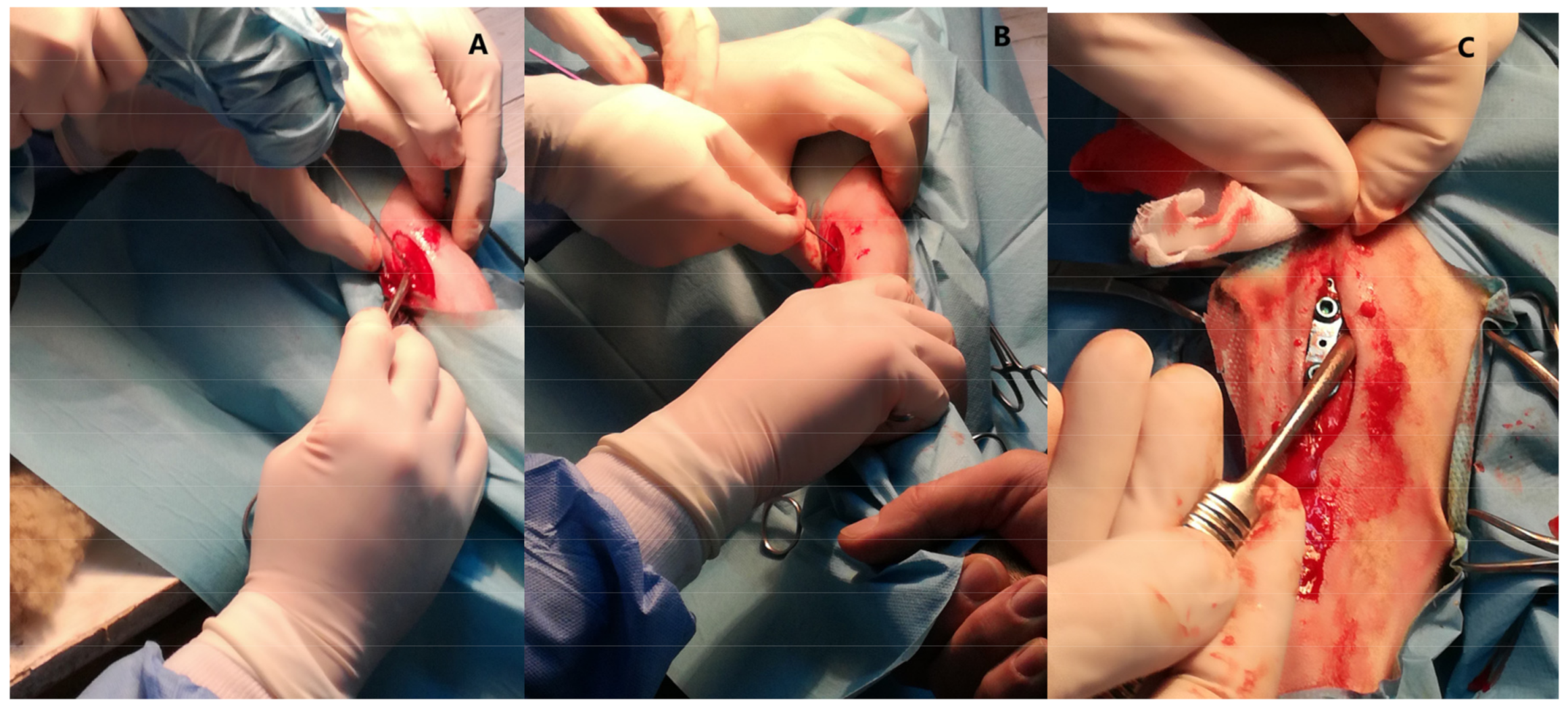 Ijms 22 10060 g011 550