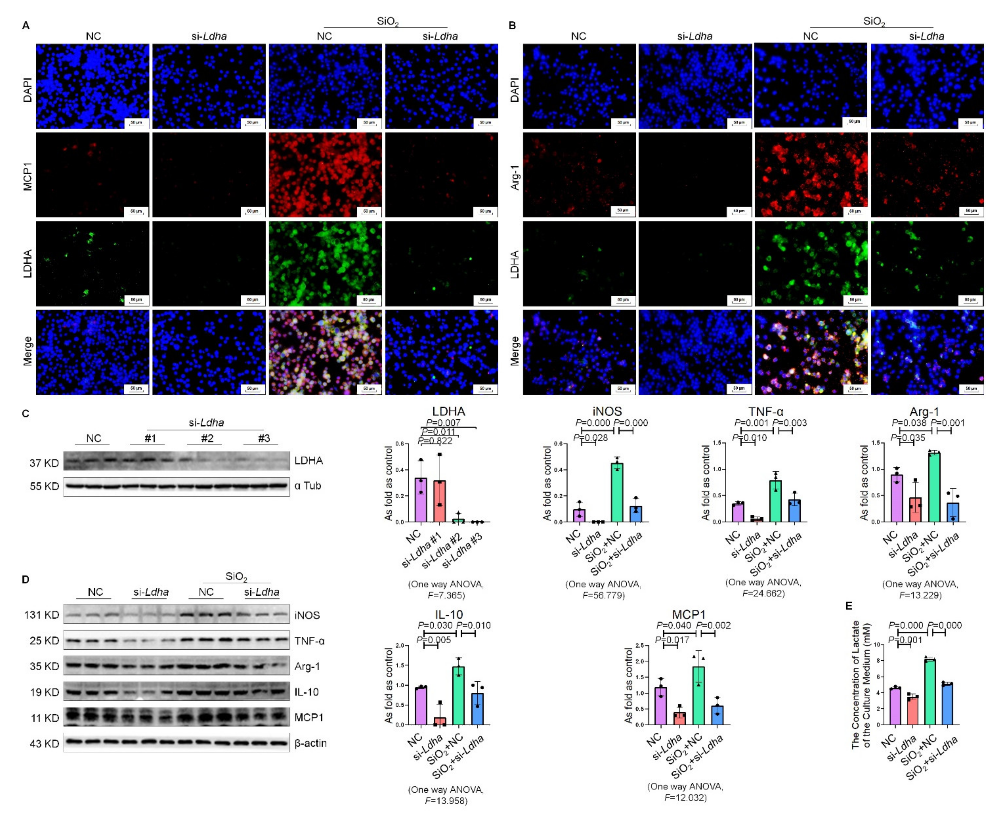 Ijms 22 10063 g006 550