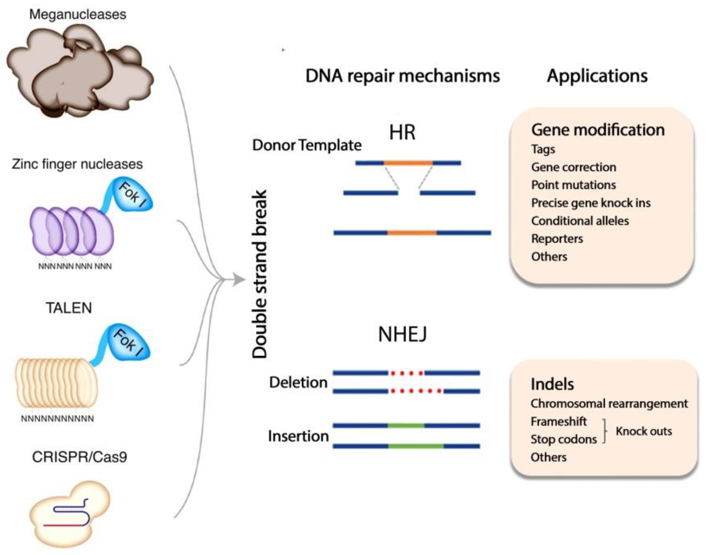 Ijms 22 10065 g001 Ijms 22 10065 g001