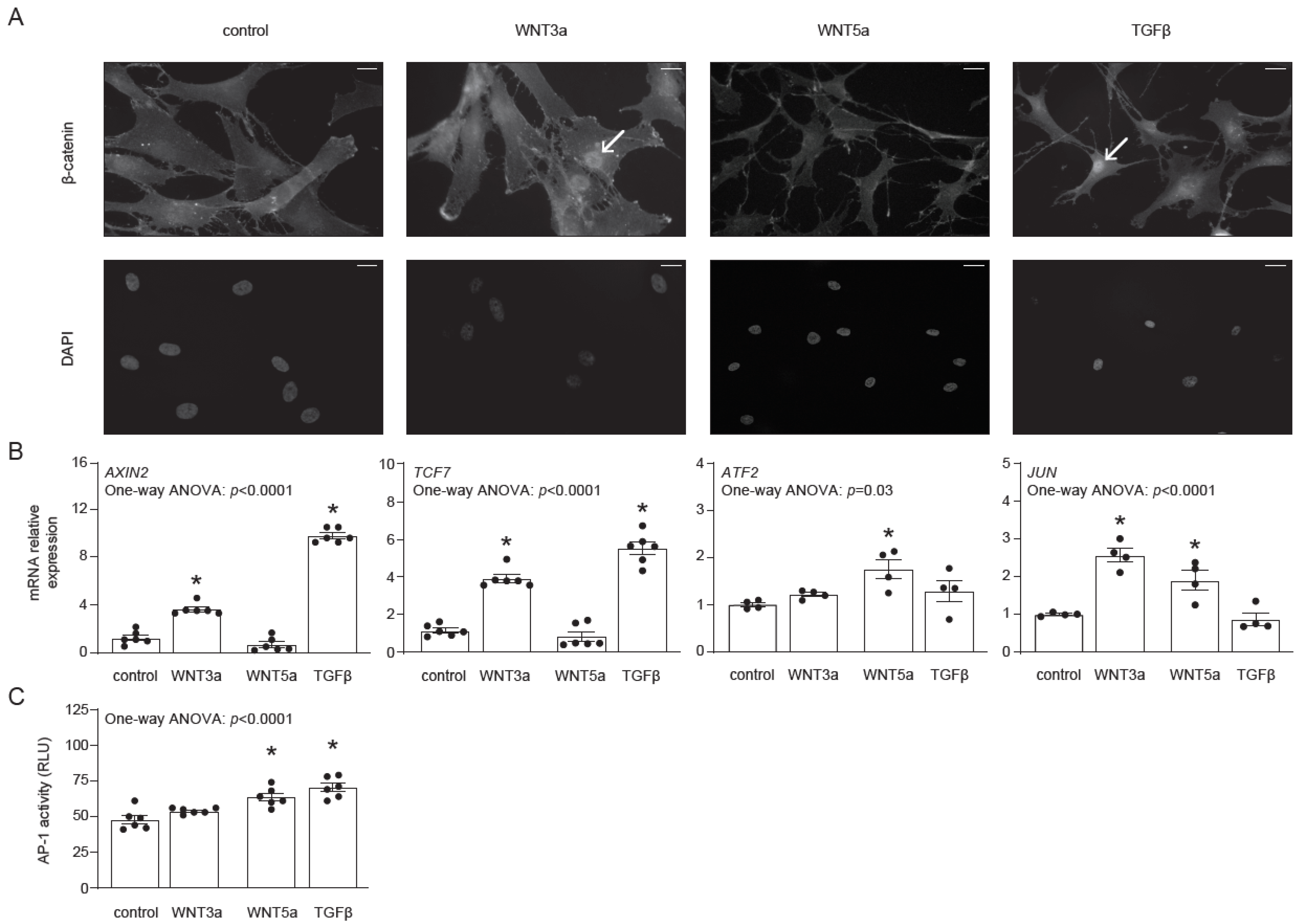 Ijms Free Full Text Wnt B Catenin Signaling Promotes Tgf B Mediated Activation Of Human Cardiac Fibroblasts By Enhancing Il 11 Production Html Ijms Free Full Text Wnt B Catenin Signaling Promotes Tgf B Mediated Activation Of Human Cardiac Fibroblasts By Enhancing Il 11 Production Html