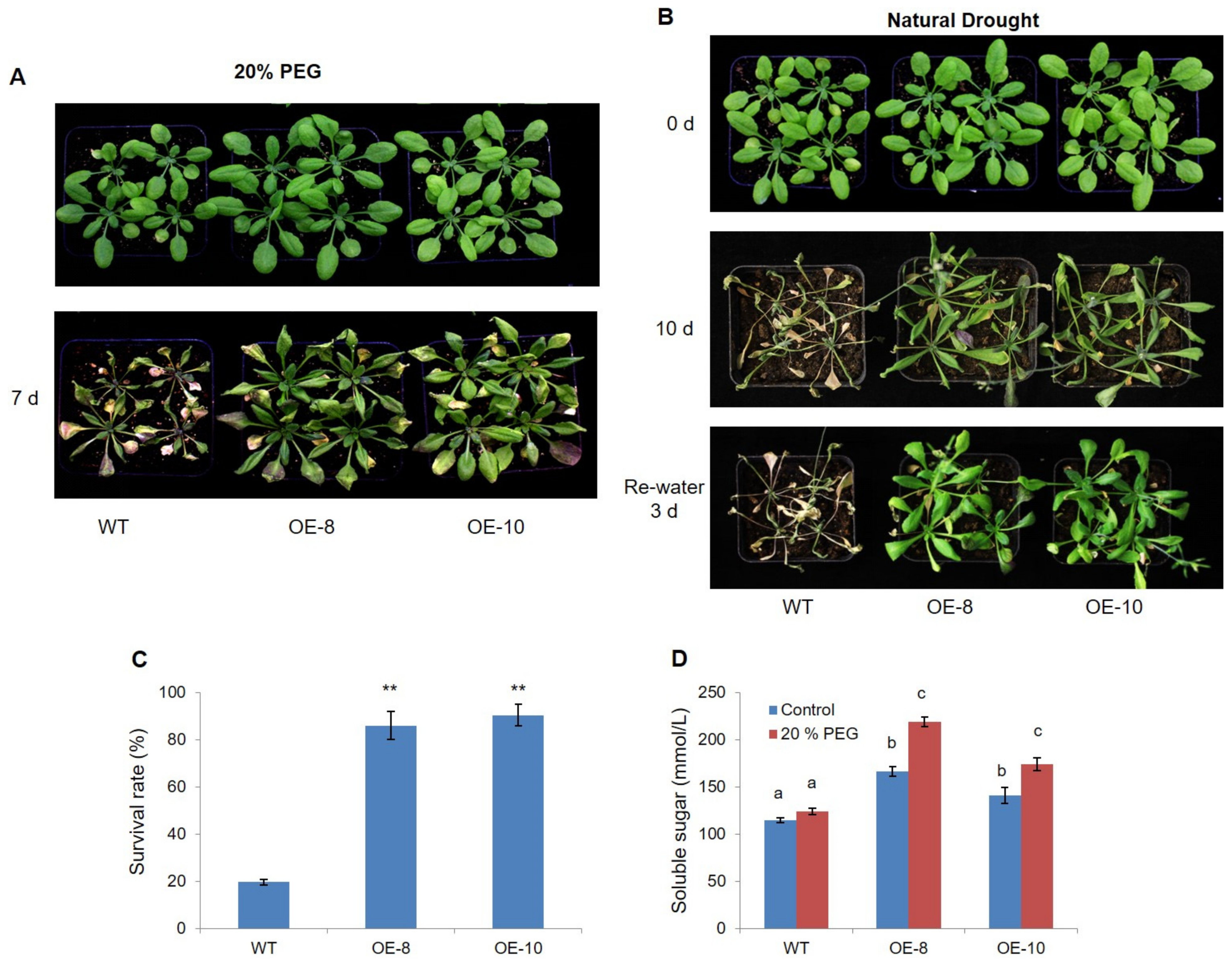 Ijms 22 10080 g002 550
