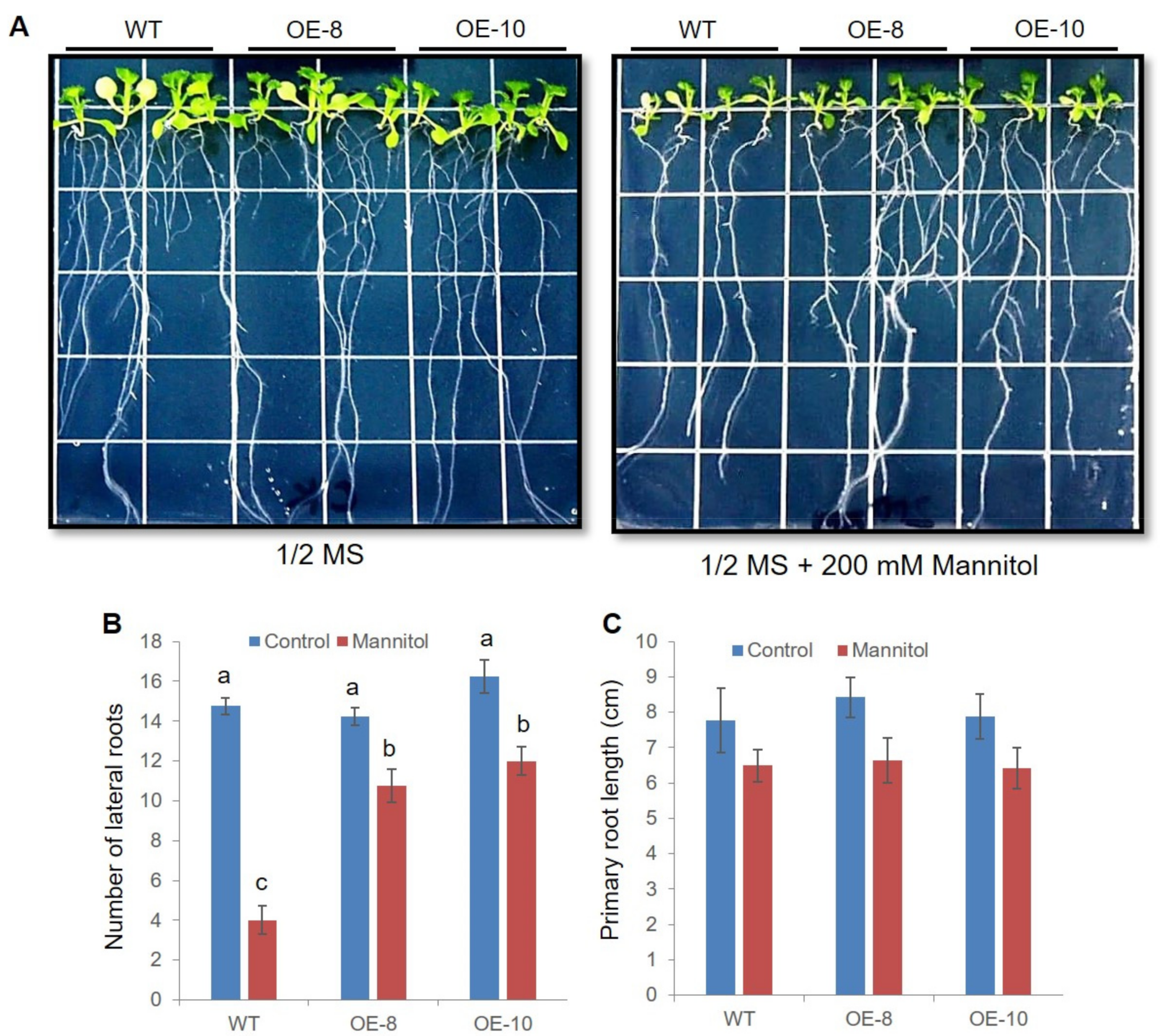Ijms 22 10080 g005 550
